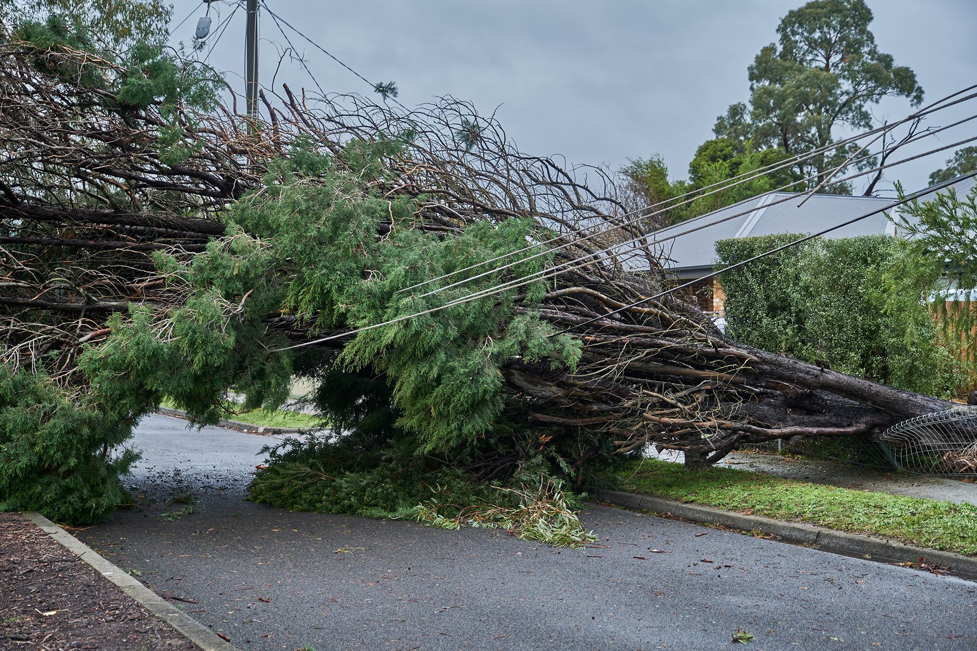 Fallen tree blocking a residential street, with power lines. Overcast day.