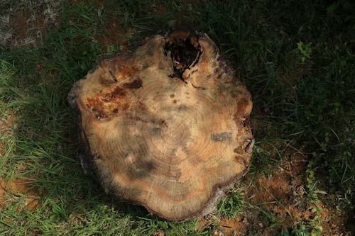 A tree stump with a dark brown core and lighter-colored rings sits on green grass.