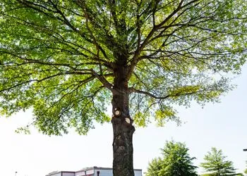 Tall green tree with a wide canopy against a bright sky in an outdoor setting