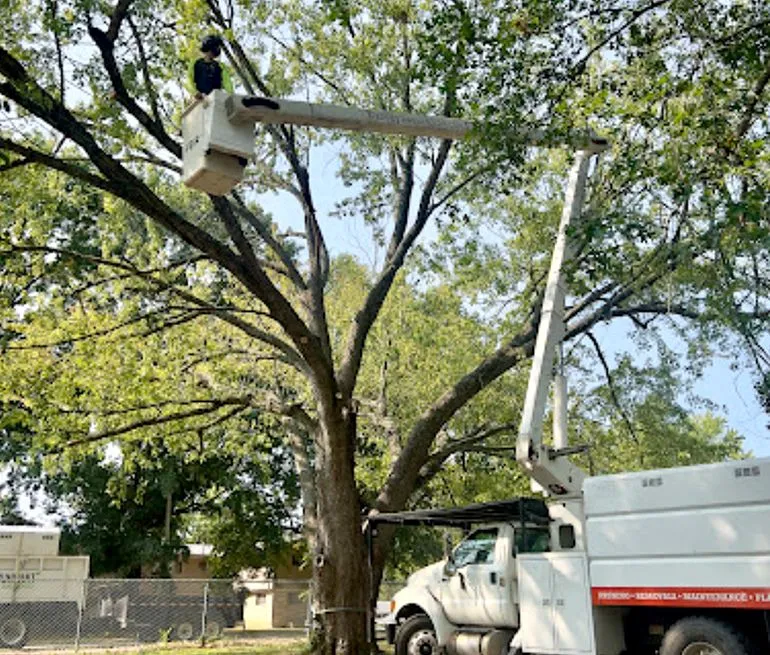 A white truck with a crane on top of it is cutting a tree.