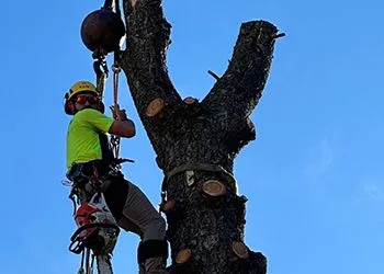 Tree worker in a harness uses a chainsaw on a tree, with rigging equipment overhead, against a blue sky.