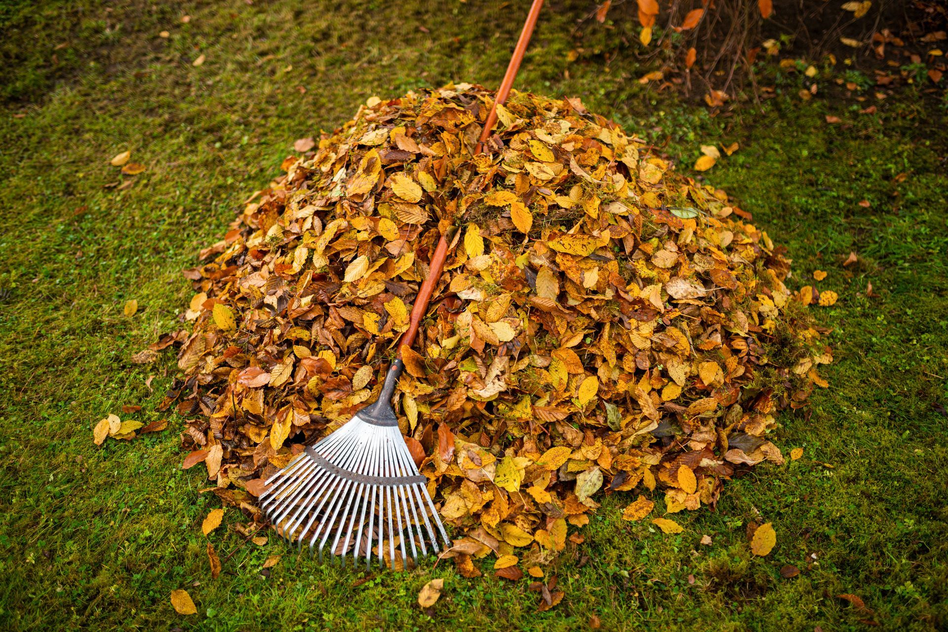 A rake is sitting on top of a pile of leaves.