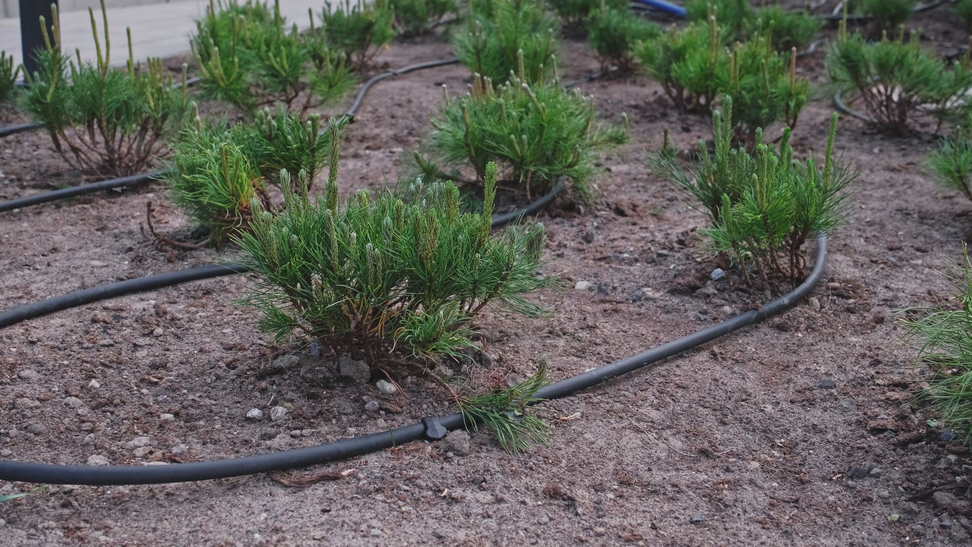 A hose is laying in the dirt next to a row of plants.