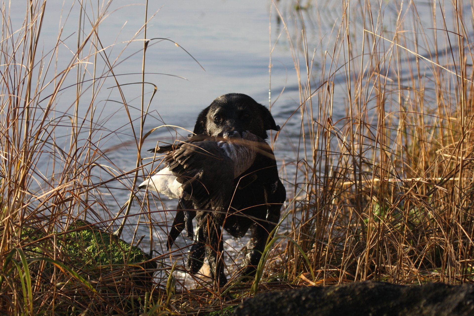 Limit Outfitters NJ Waterfowl Hunting Guides