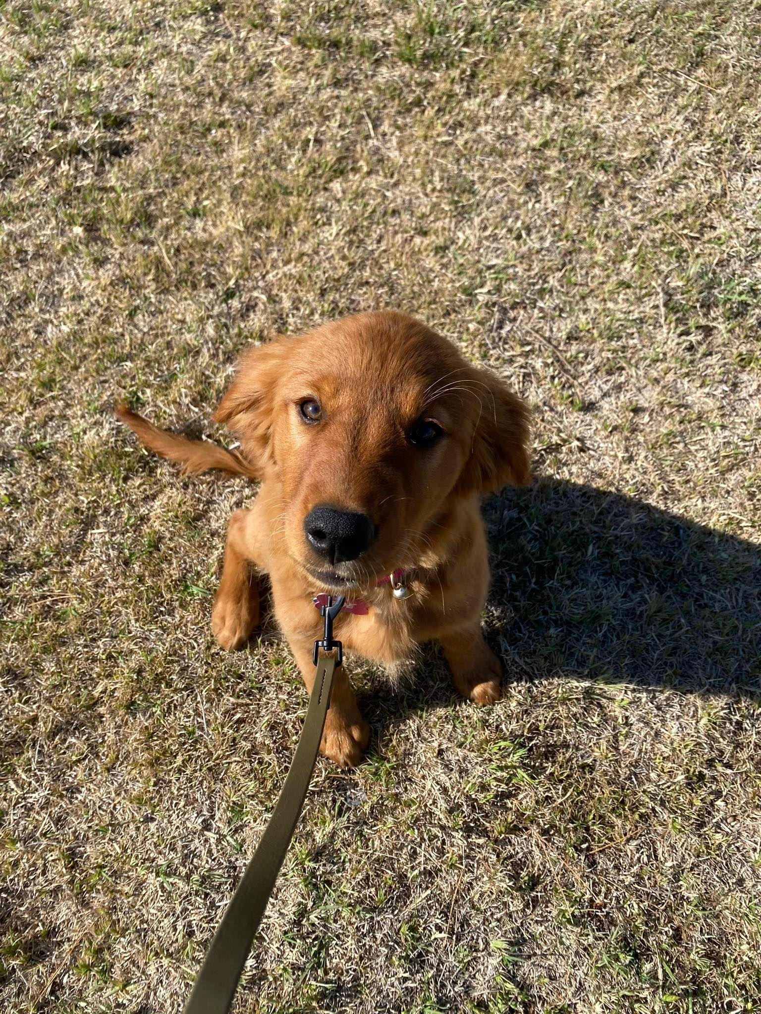 Golden retriever puppy sits on grass, looking up, on a leash.