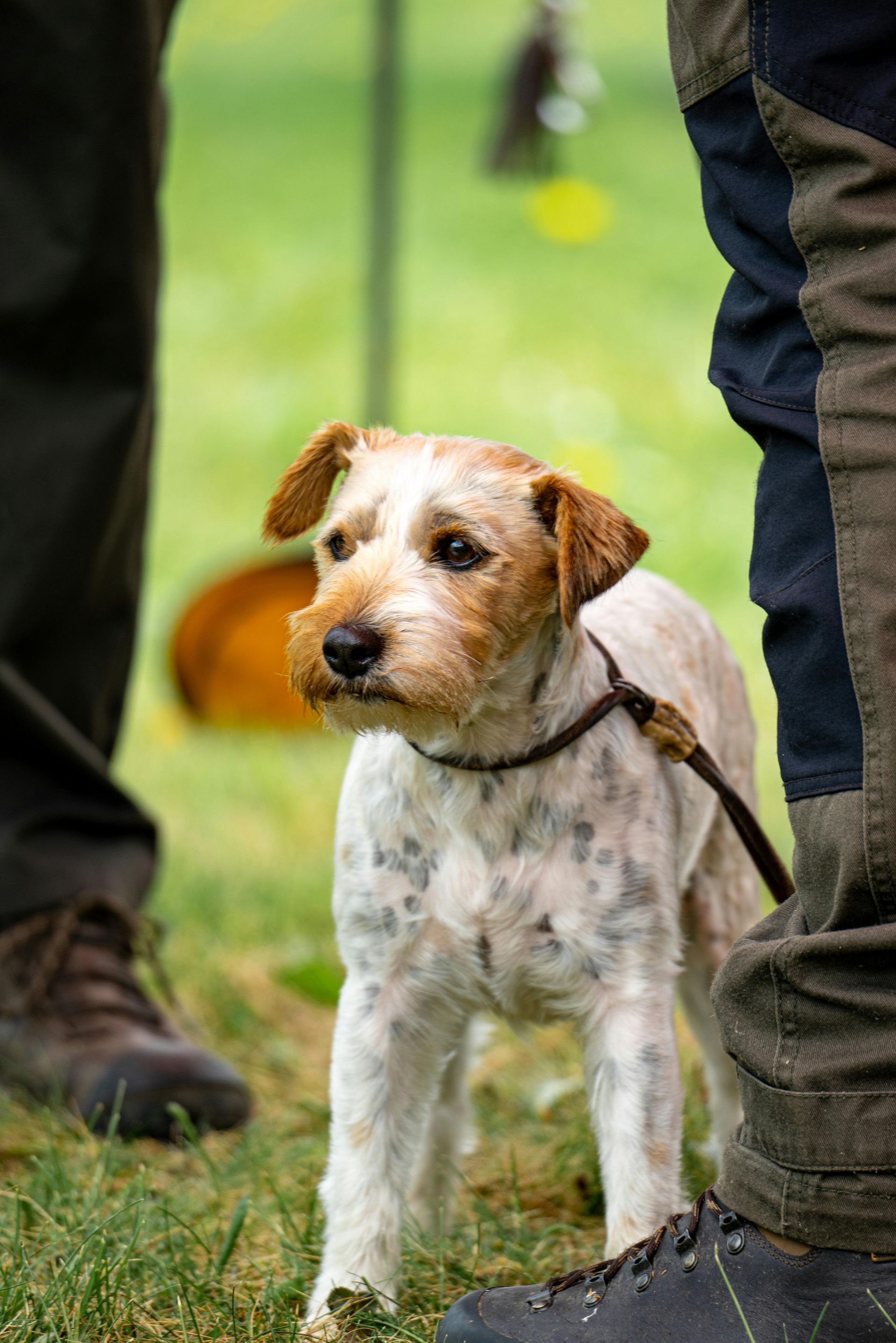 A small, white and brown dog standing on grass, on a leash, looking to the left, between two legs.