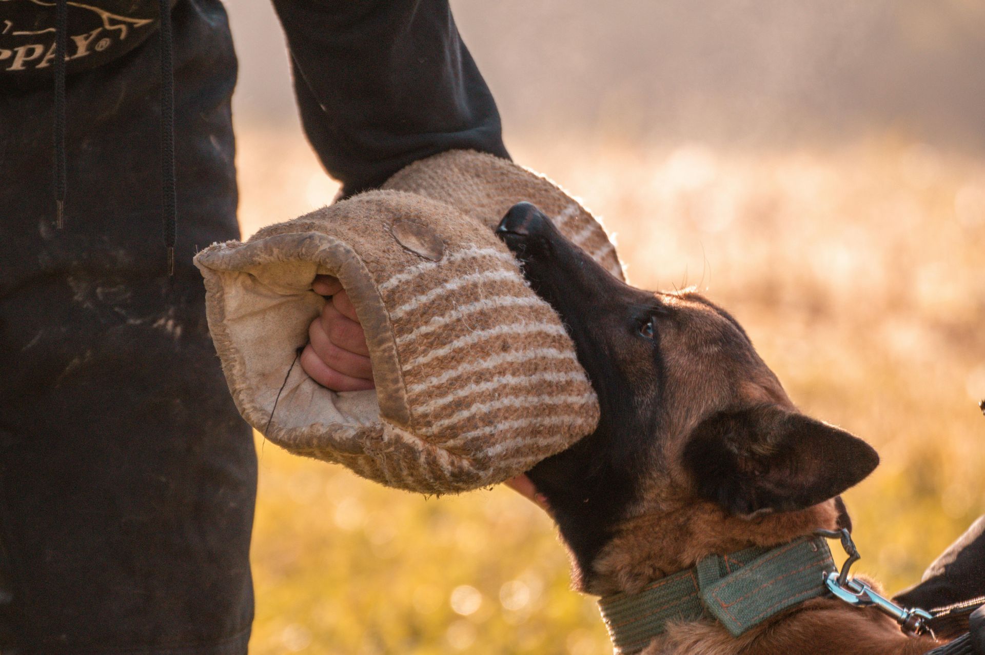 Dog biting padded sleeve held by person outdoors.