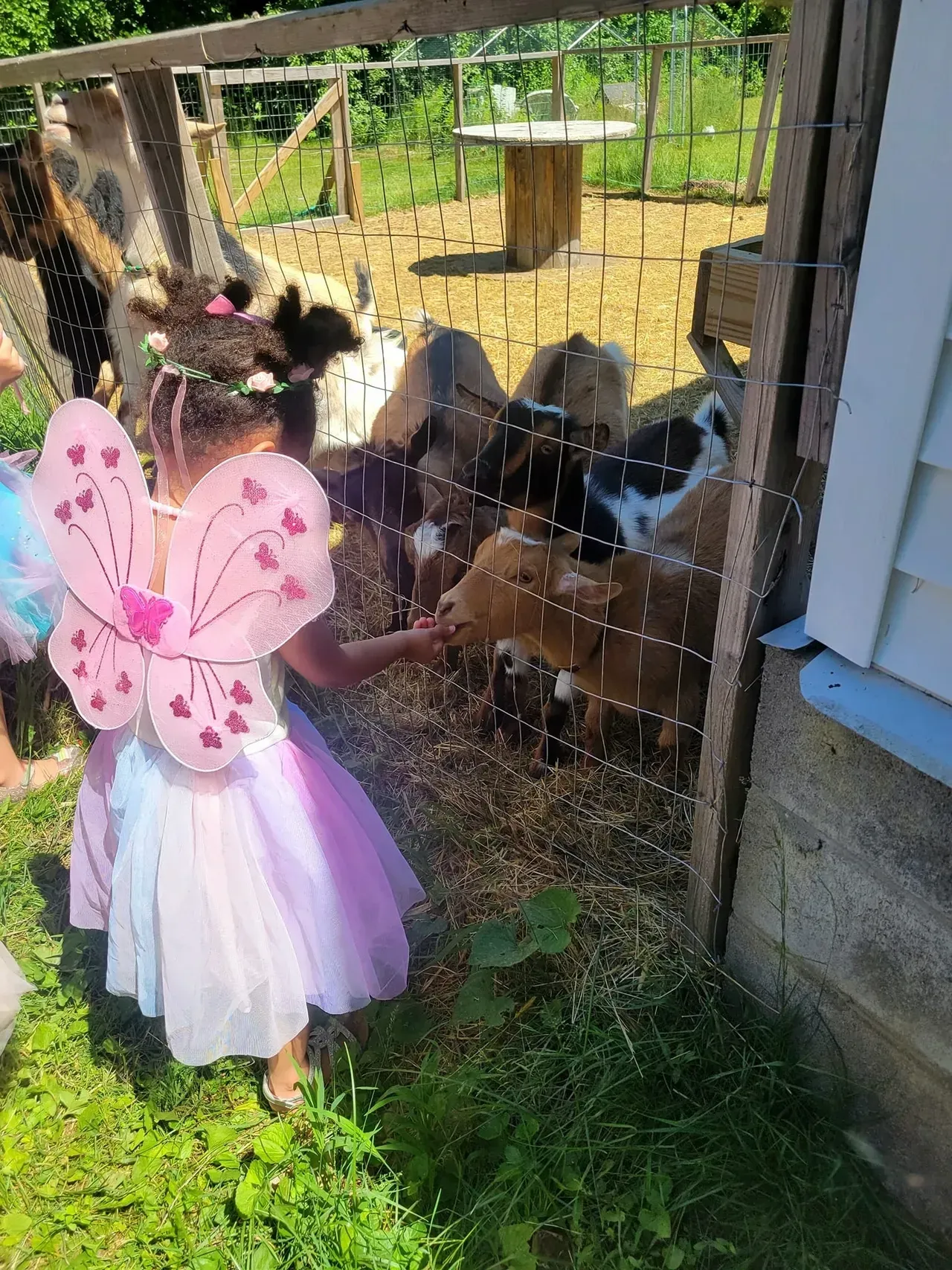 A little girl in a fairy costume is feeding a herd of goats behind a fence.