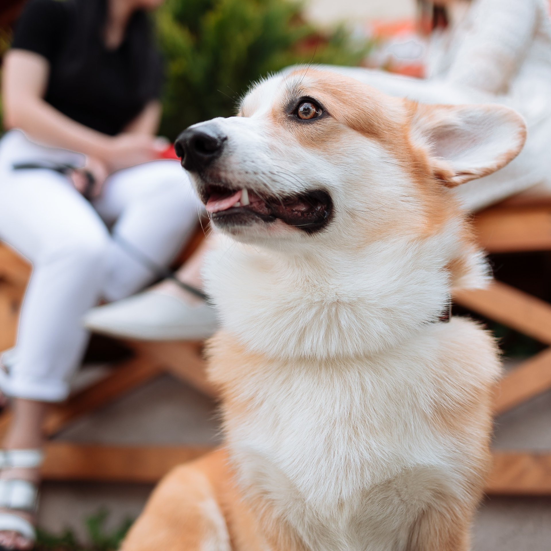 A close up of a dog with a woman sitting in the background