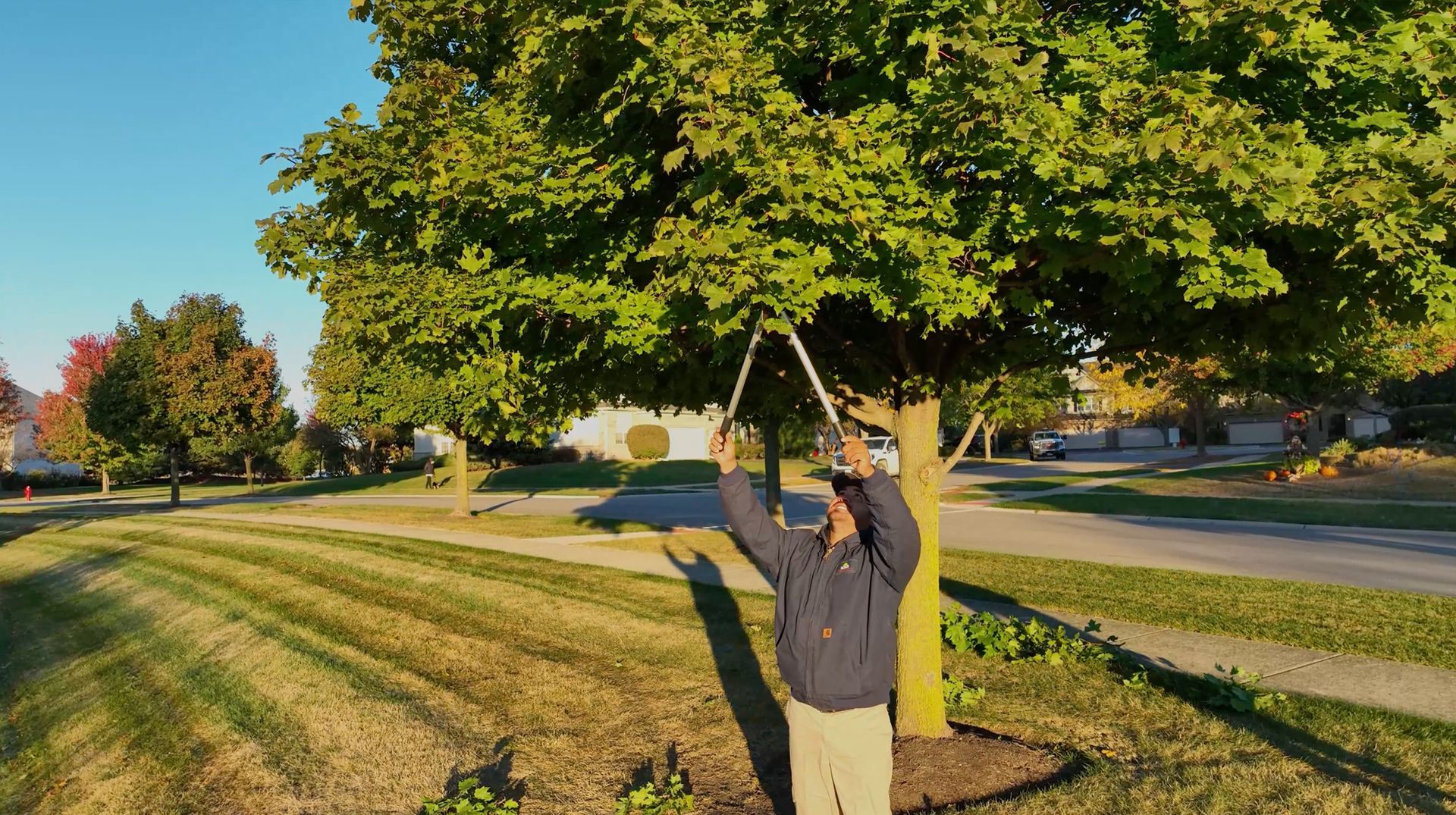 Man prunes tree branches in sunny yard, using long-handled shears.