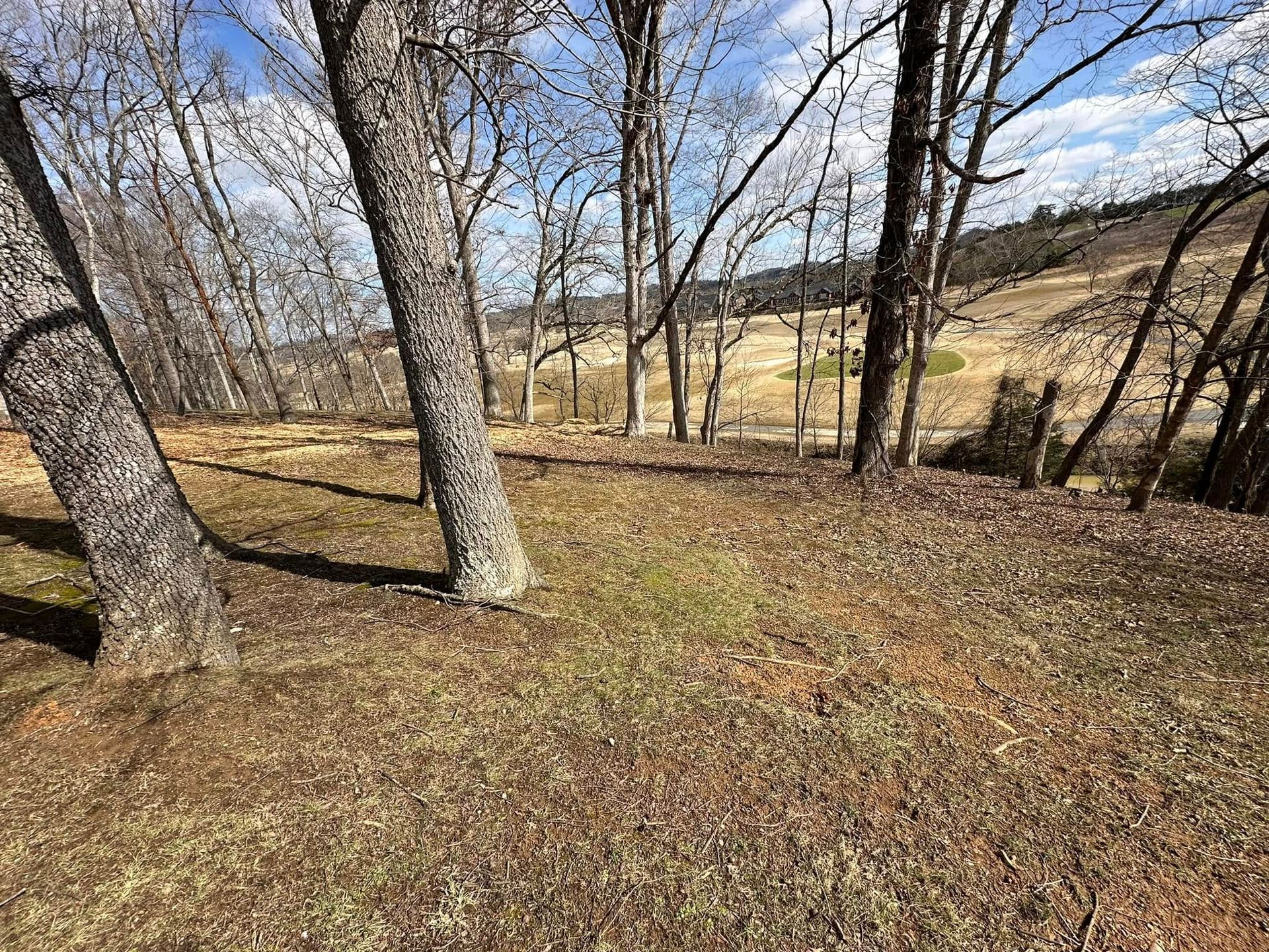 Trees frame a grassy hillside on a sunny day. Dry leaves cover the ground.