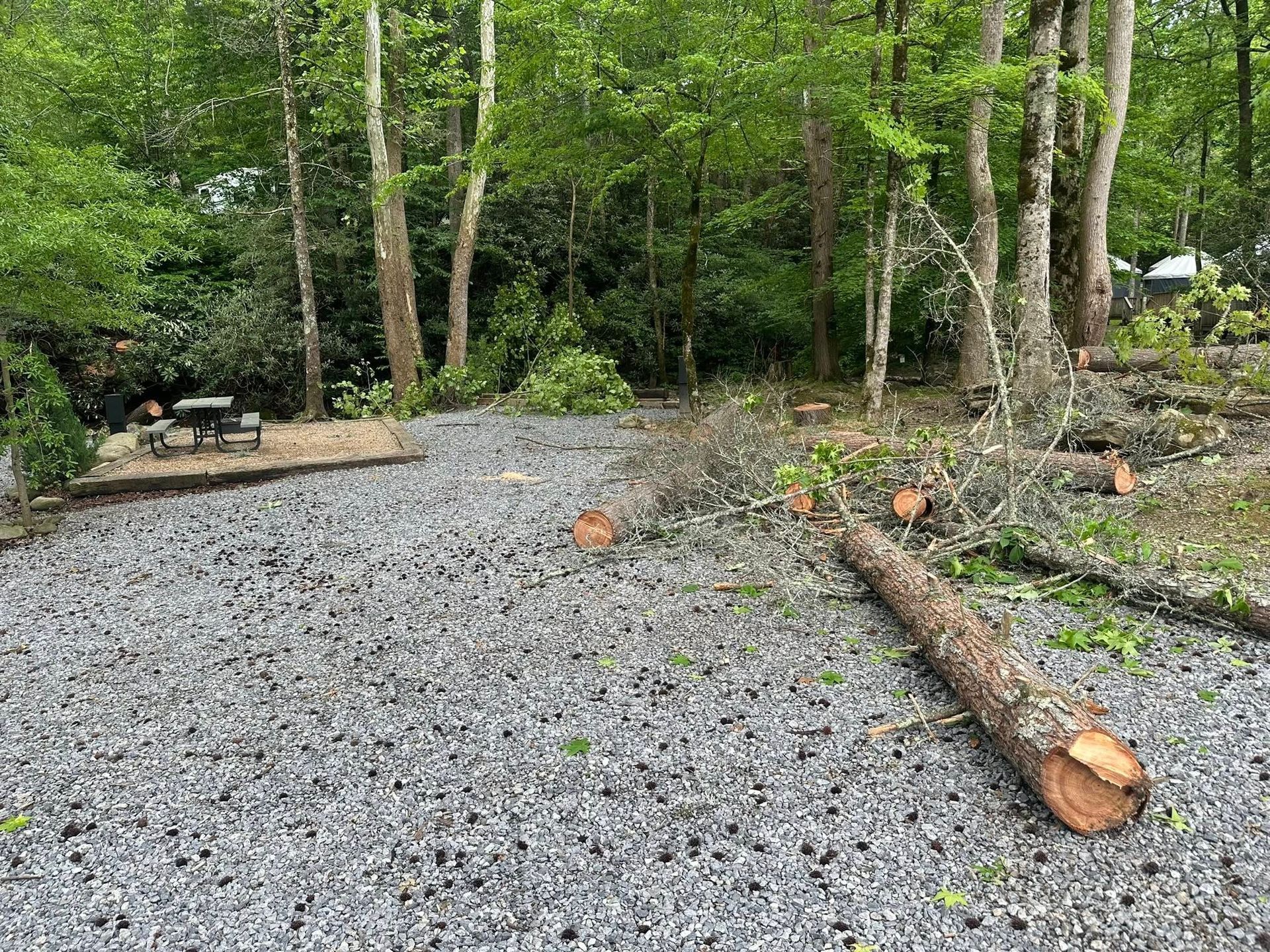 Gravel campsite with cut logs and tree limbs scattered around. A picnic table sits near the trees.