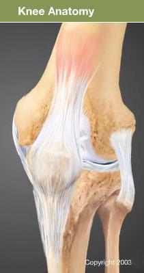 knee ligament joint