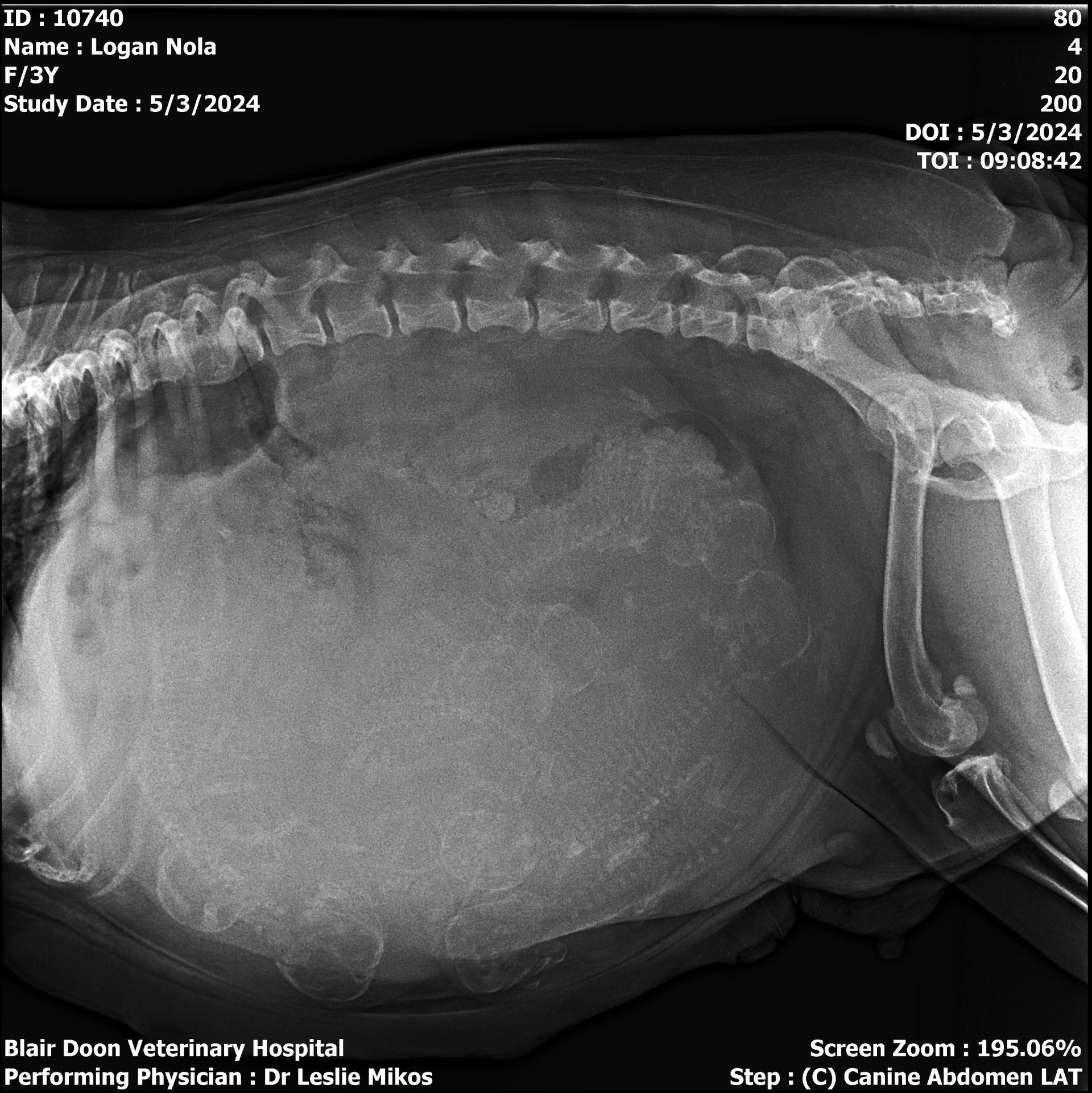 X-ray of a dog's abdomen, showing a large, dense mass likely due to an enlarged organ or growth.