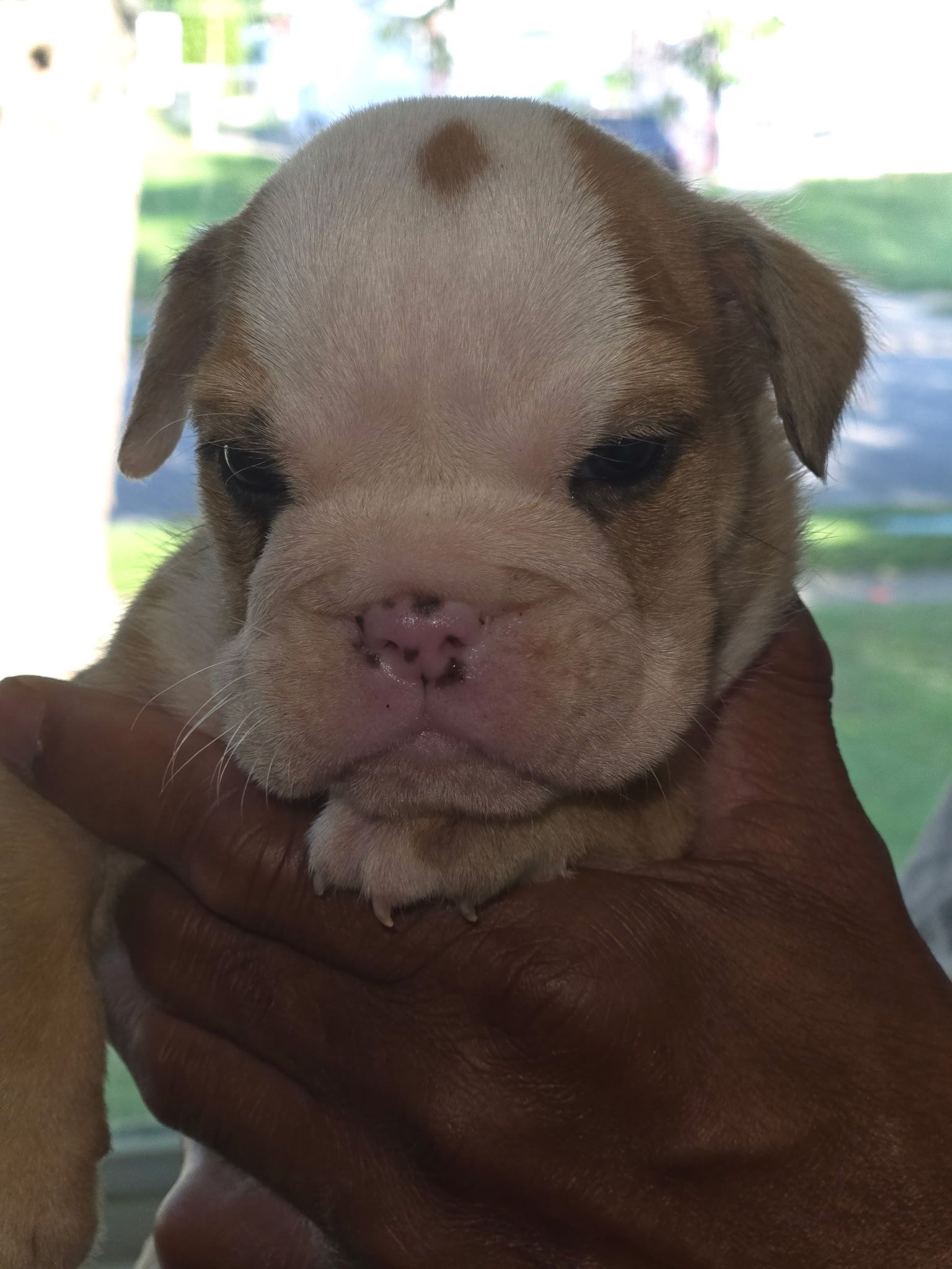 A light-brown and white English bulldog puppy with a wrinkled face, sitting on a blue blanket with paw prints.