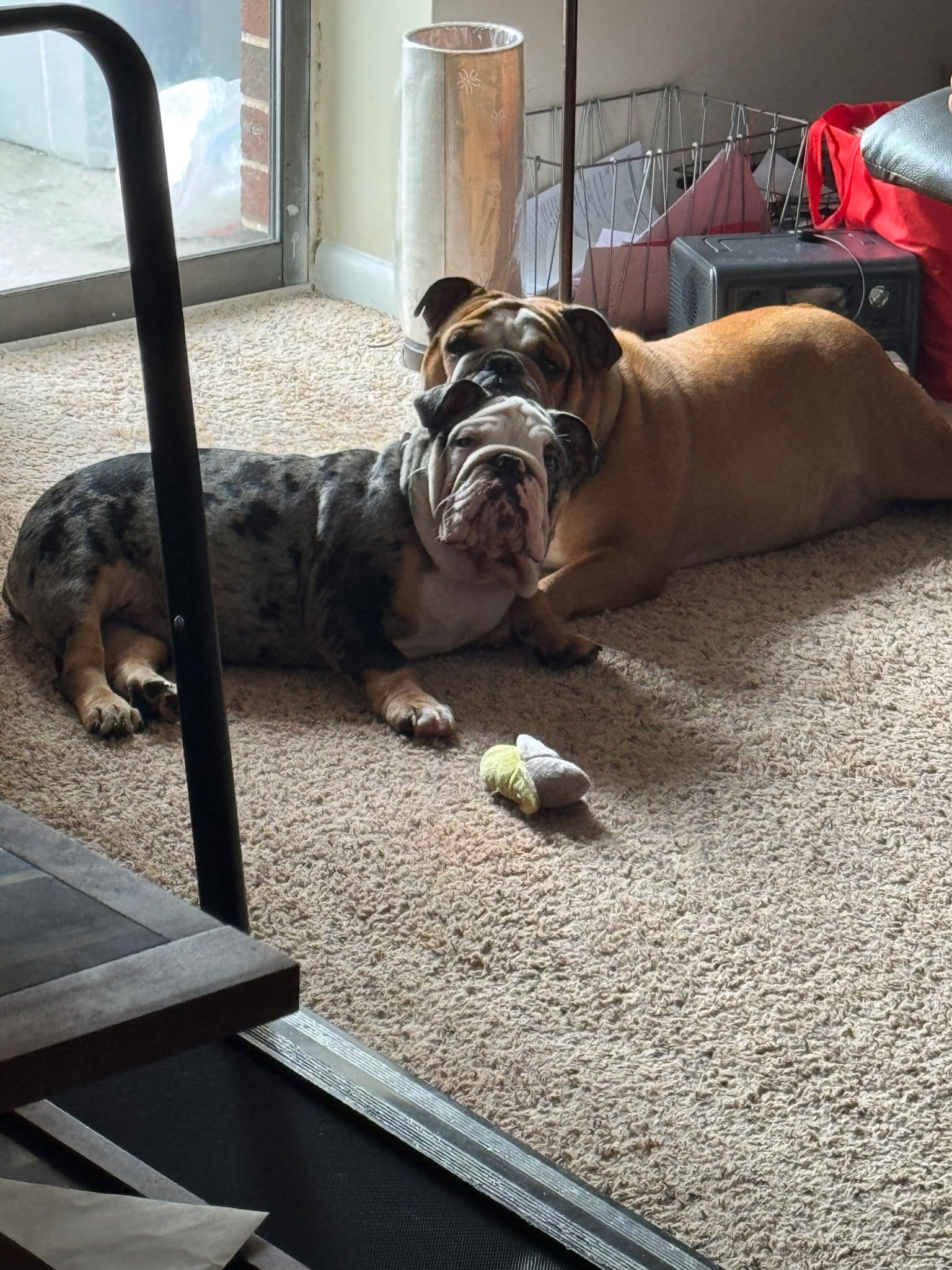 Two bulldogs, one merle and one tan, lie close together on a tan carpet. One has its head on the other's back.
