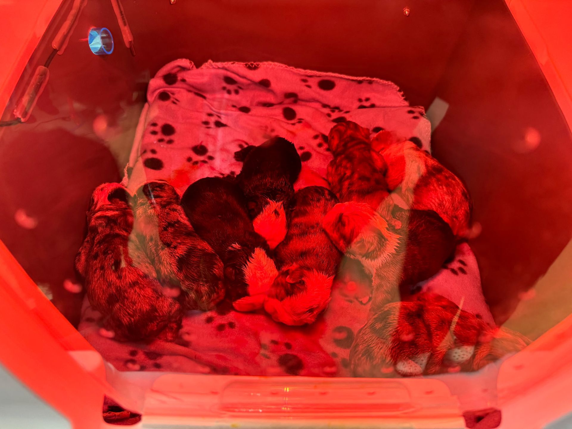 A group of small puppies huddled together on a patterned blanket inside a red enclosure.