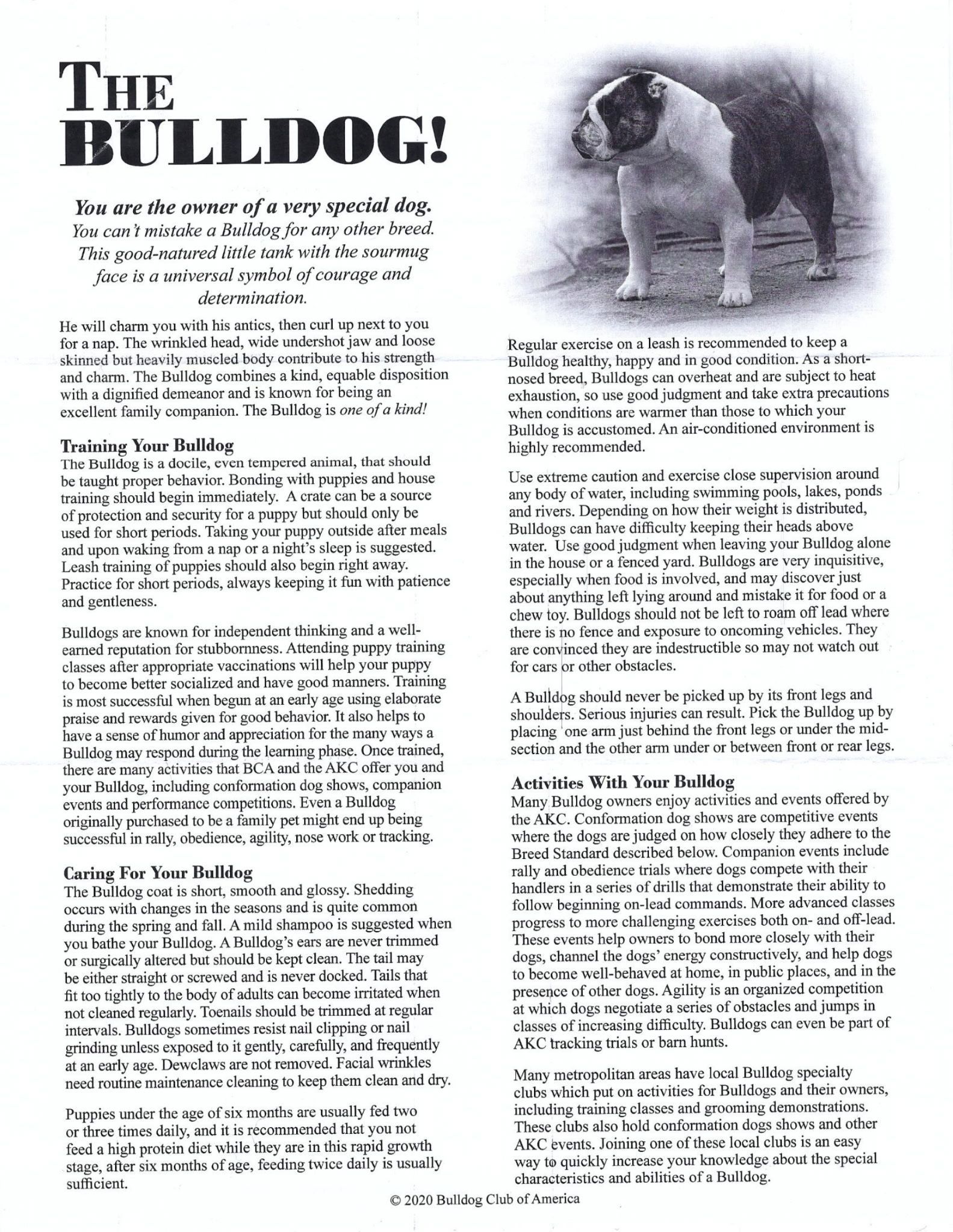 Text-heavy document about bulldogs with a photo of a dog, white with black patches.