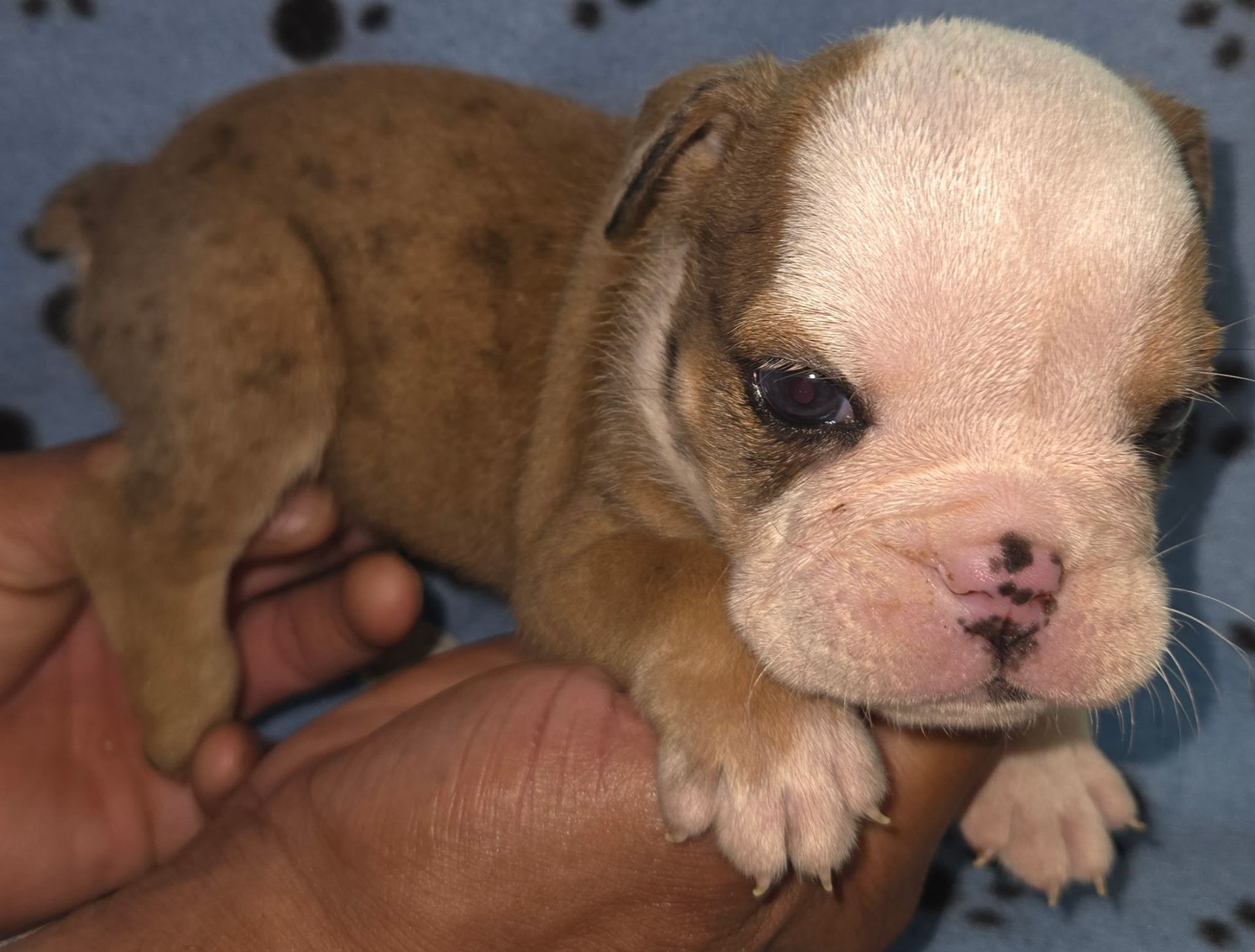 Brown and white bulldog puppy with a pink nose, on a blue blanket with paw prints.