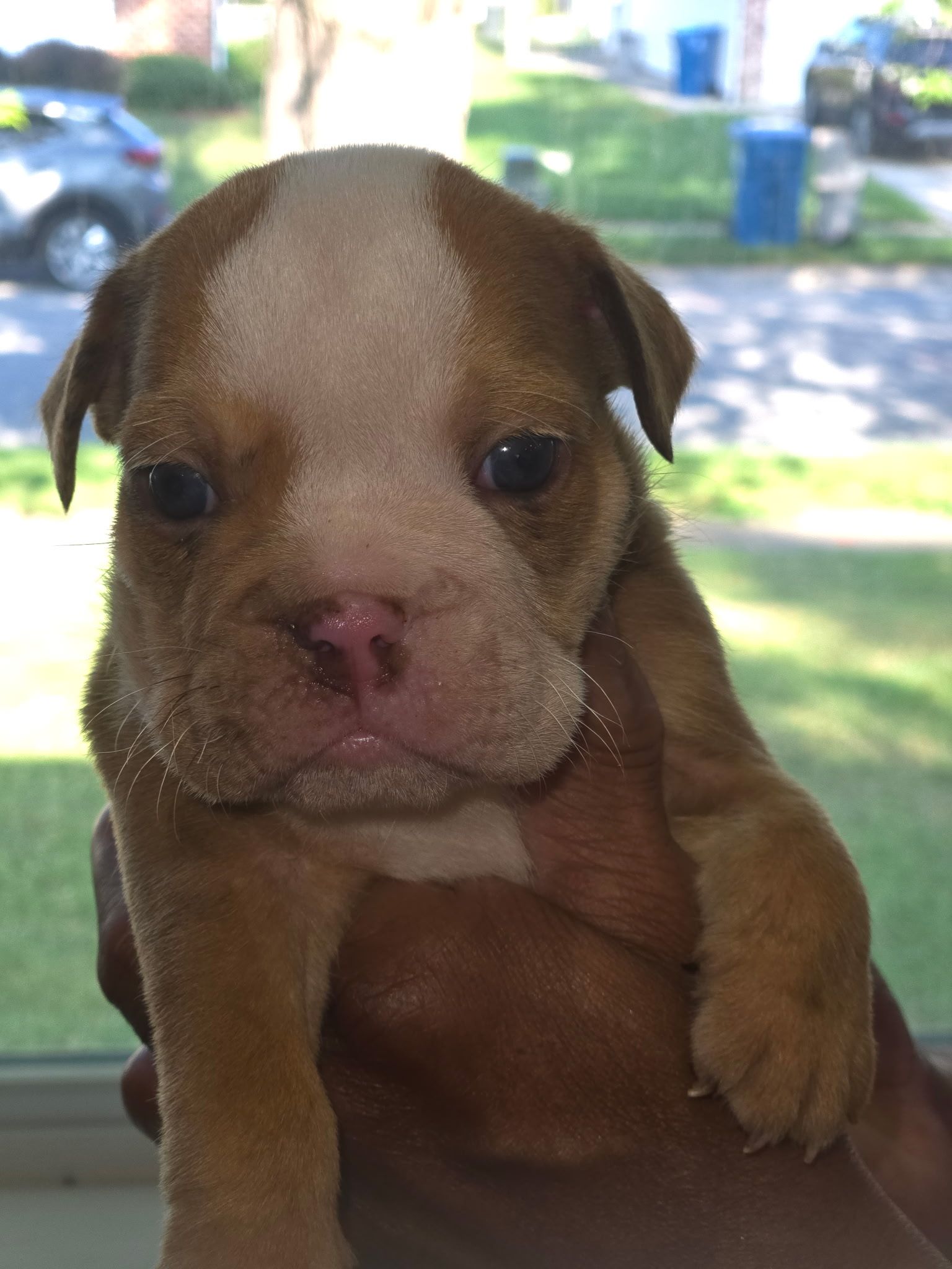 Brown and white bulldog puppy on a blue blanket, looking towards the viewer.