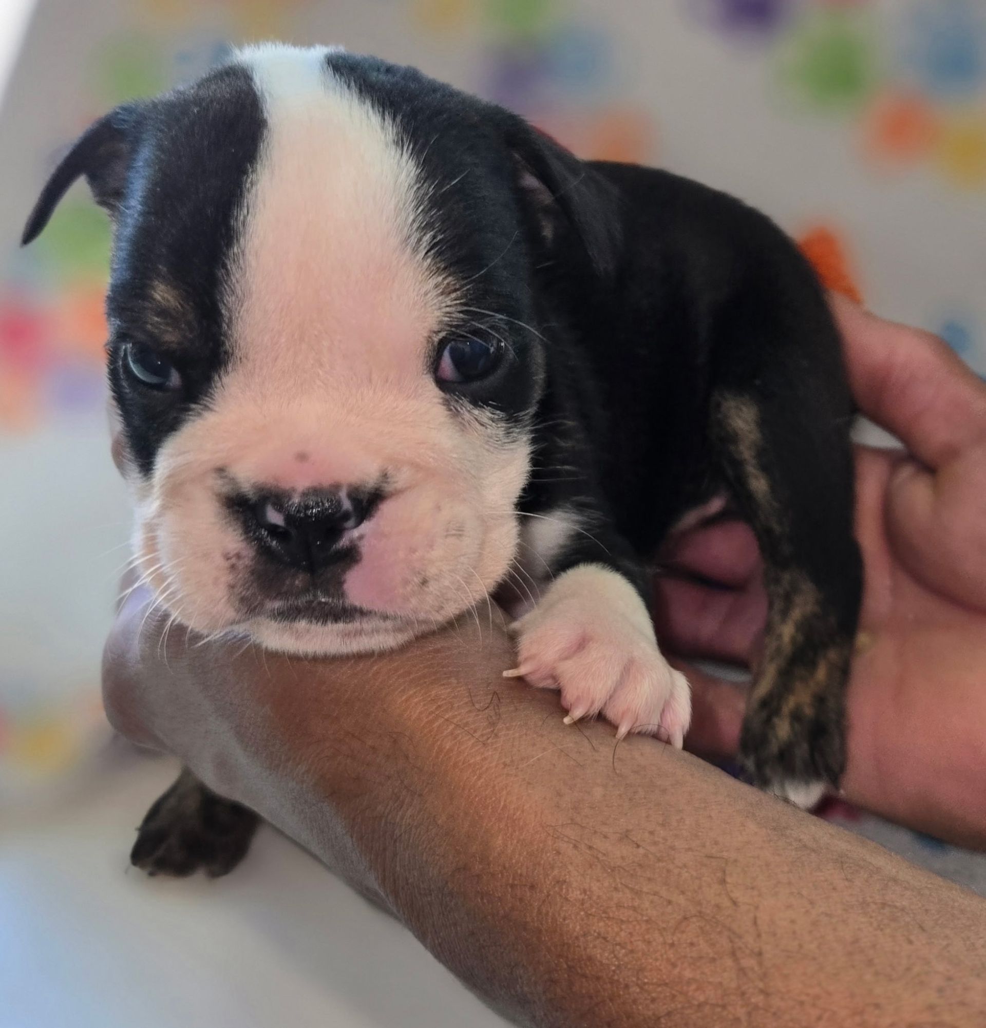 Small Bulldog puppy with black and white markings, pink nose, and a focused expression on a colorful blanket.