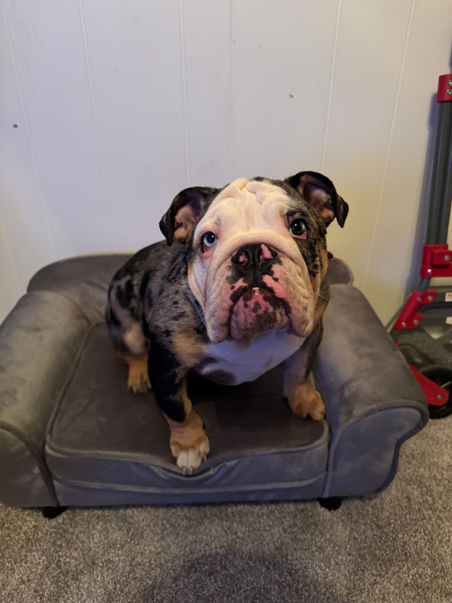 English bulldog sitting on a gray dog bed, looking up with a curious expression. It has a multi-colored coat and a pink nose.
