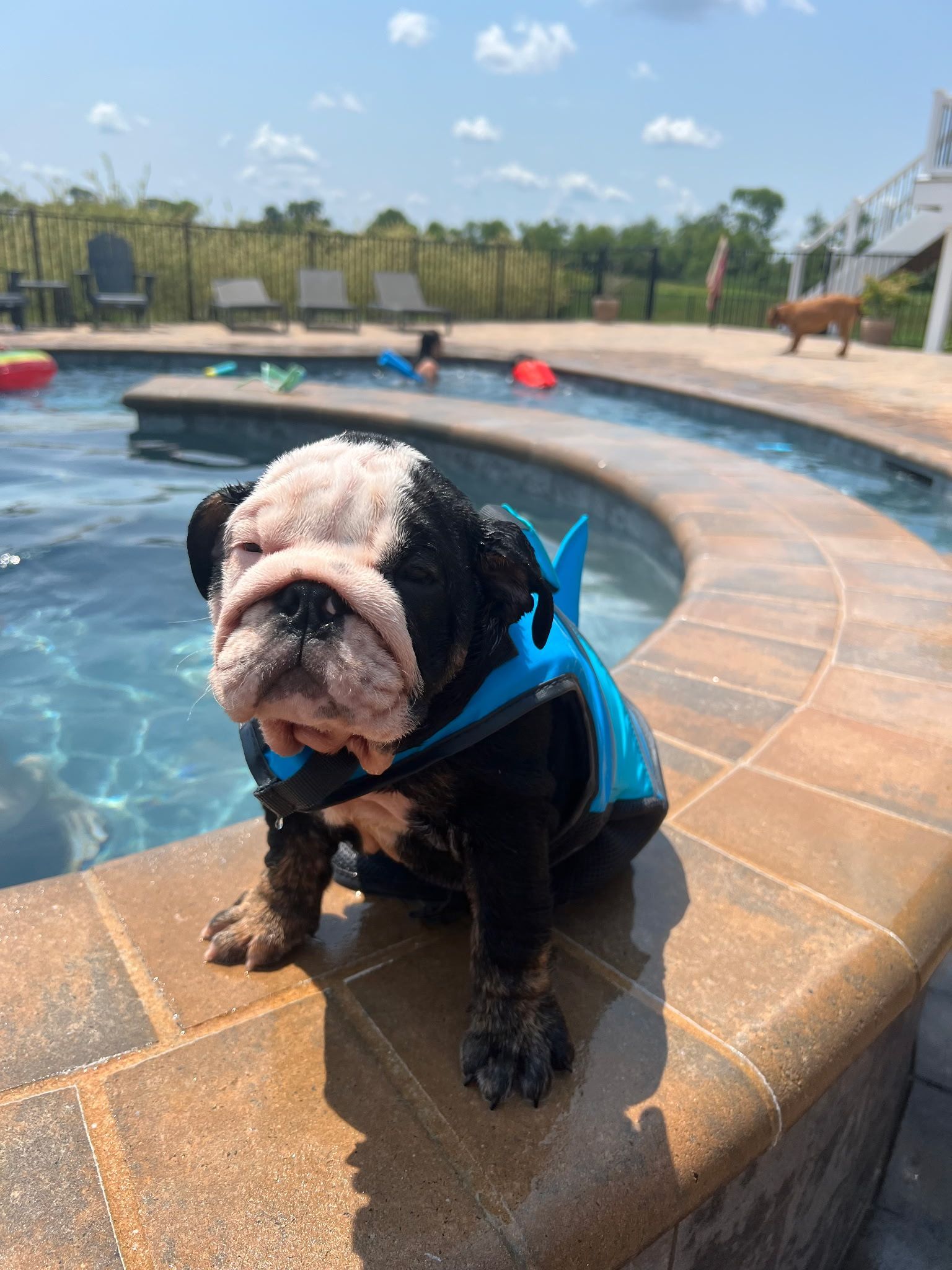 A wet bulldog puppy wearing a blue life vest sits on the edge of a pool, with a blurred background of people and pool toys.