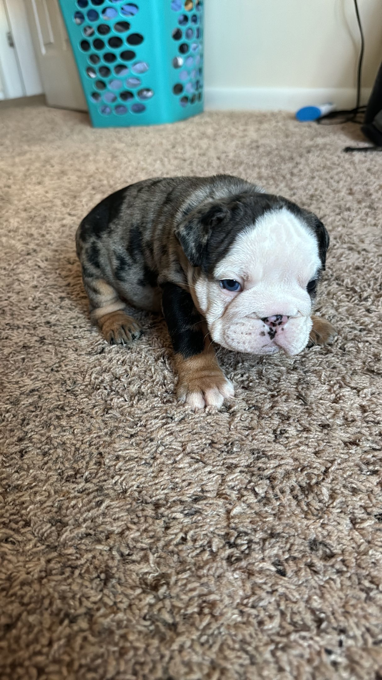 A small, adorable bulldog puppy with a speckled gray and black coat, white face, and brown paws sits on brown carpet.