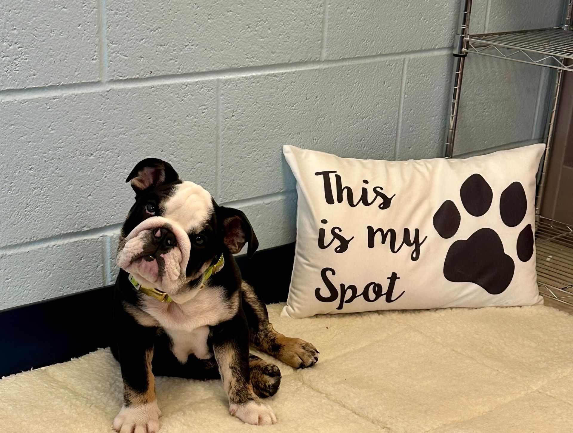 English bulldog puppy sitting next to a pillow that says 