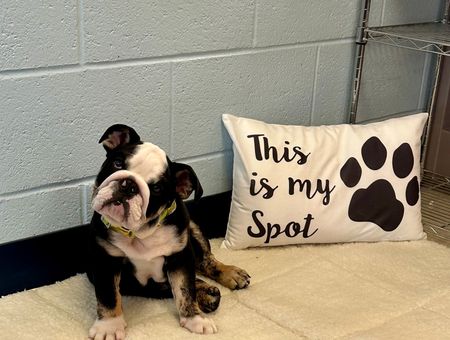 English bulldog puppy sitting next to a pillow that says 