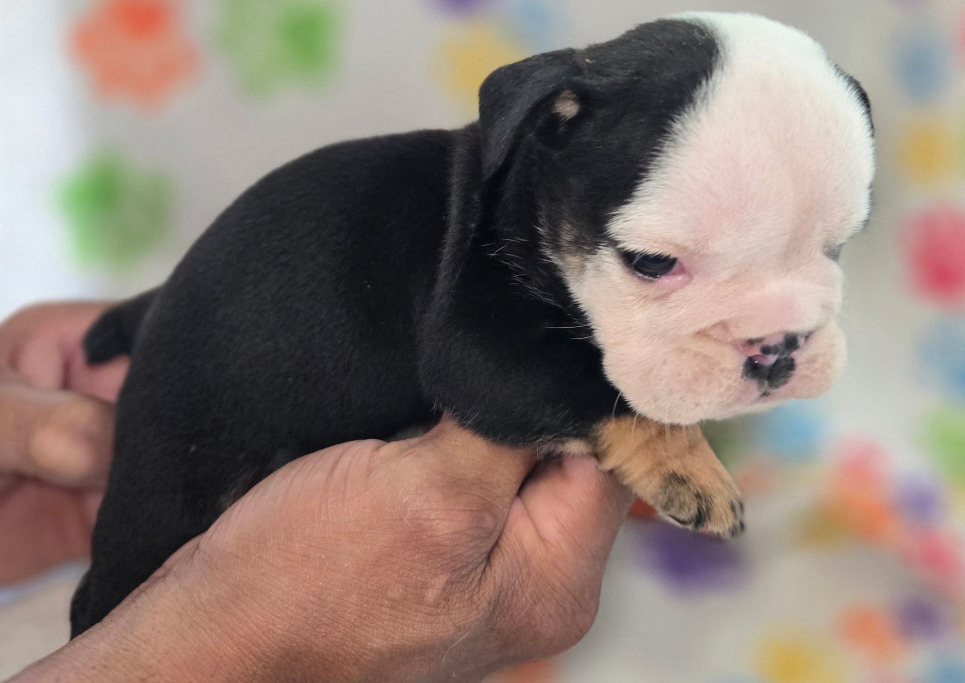 A newborn English bulldog puppy with black and white fur, lying on a paw-print patterned blanket.