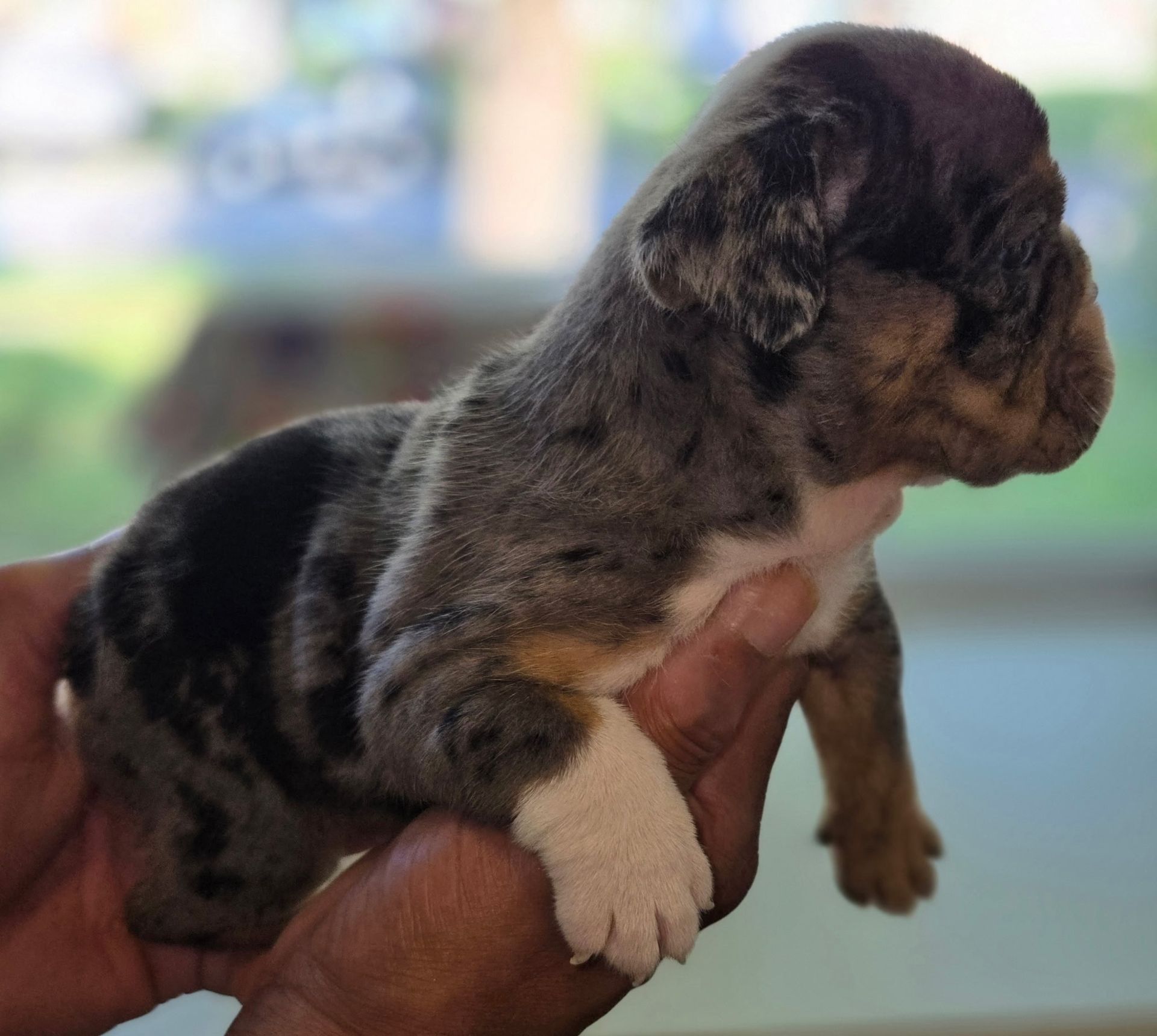 A newborn bulldog puppy with a grey and white coat, pink nose, and blue eyes, lying on a patterned blanket.