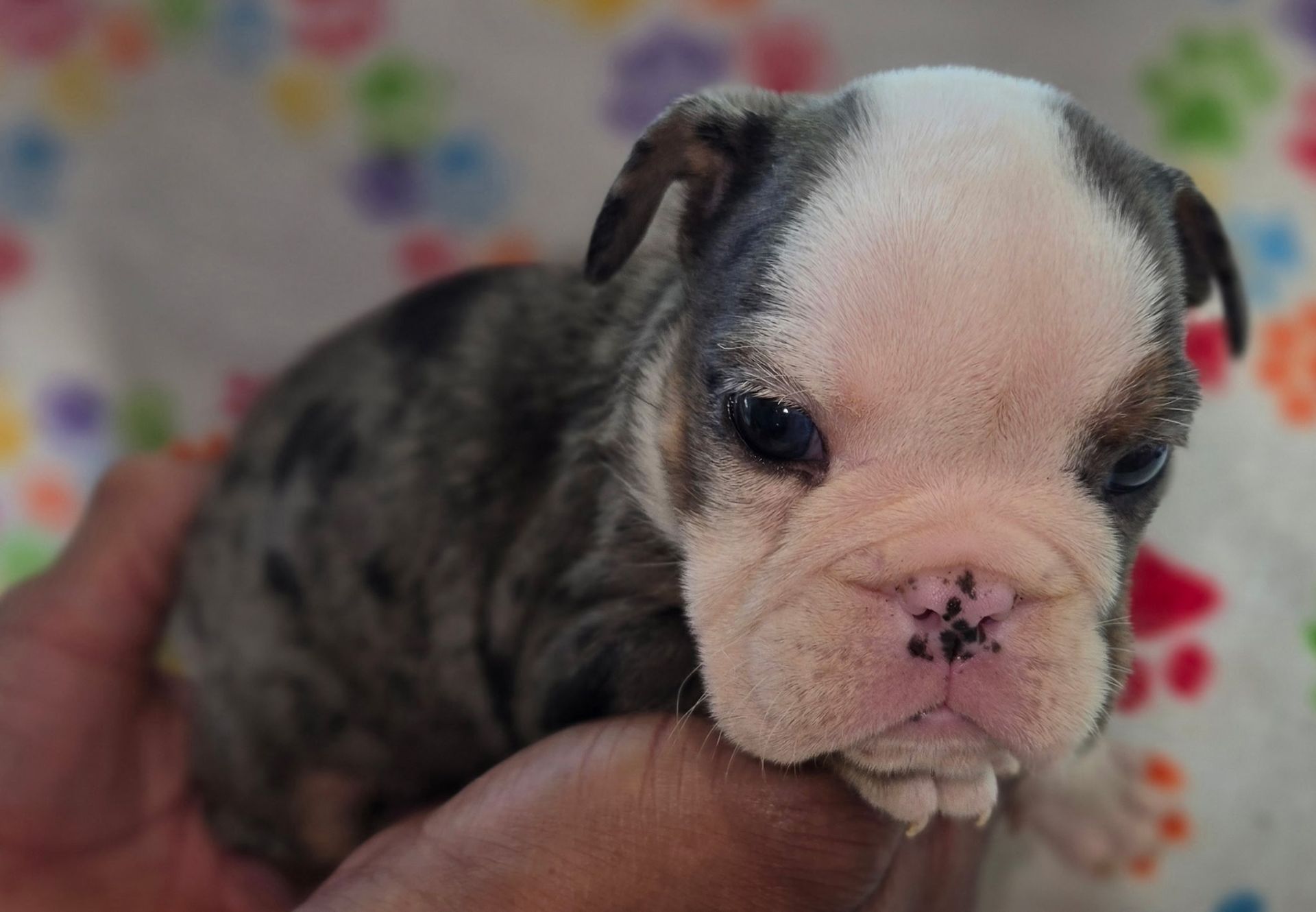 A small, spotted bulldog puppy with a white face stands on a towel with colorful paw prints.