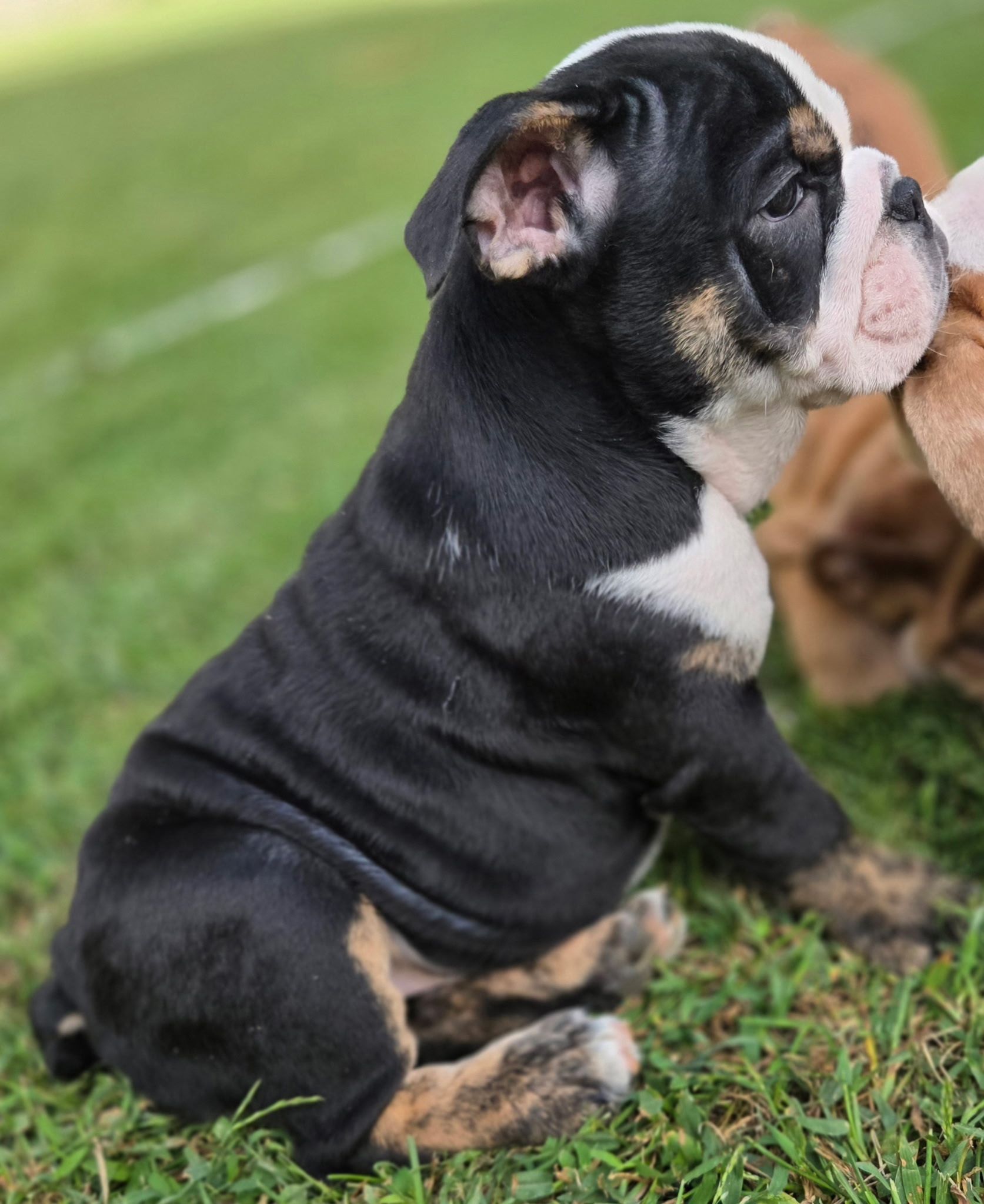 Small Bulldog puppy with black and white markings, pink nose, and a focused expression on a colorful blanket.