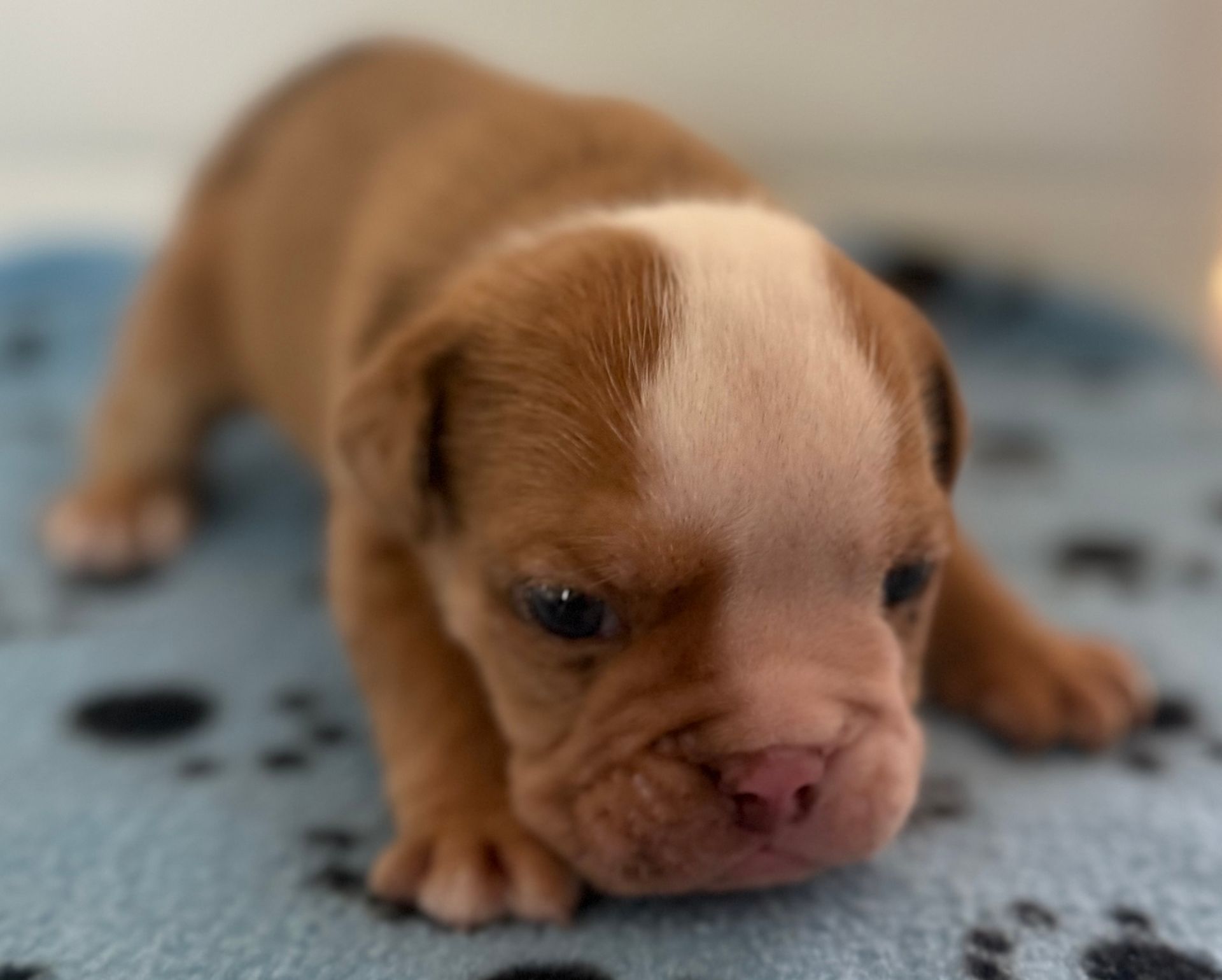 Brown and white bulldog puppy on a blue blanket, looking towards the viewer.