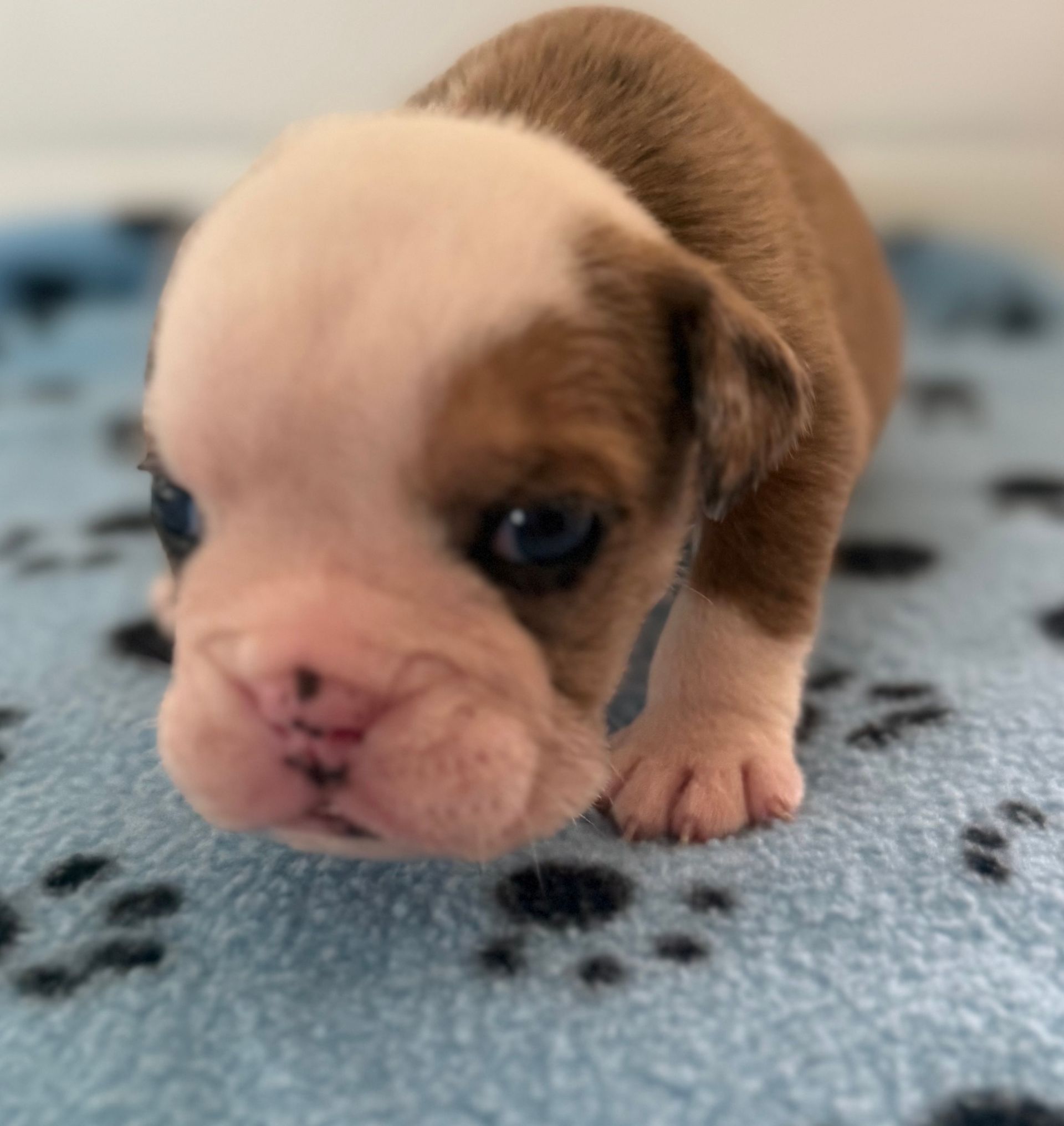 Brown and white bulldog puppy with a pink nose, on a blue blanket with paw prints.