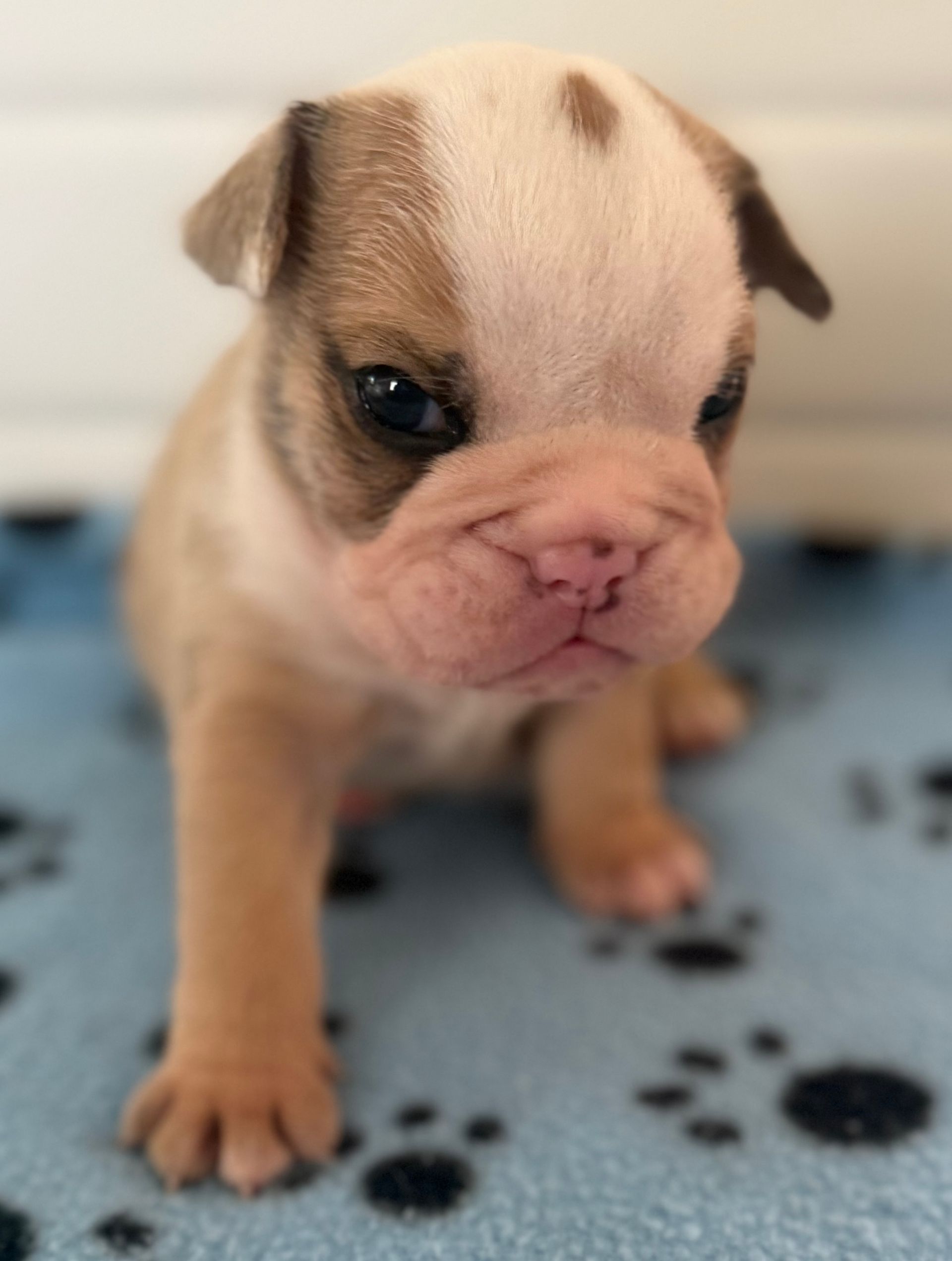 A light-brown and white English bulldog puppy with a wrinkled face, sitting on a blue blanket with paw prints.