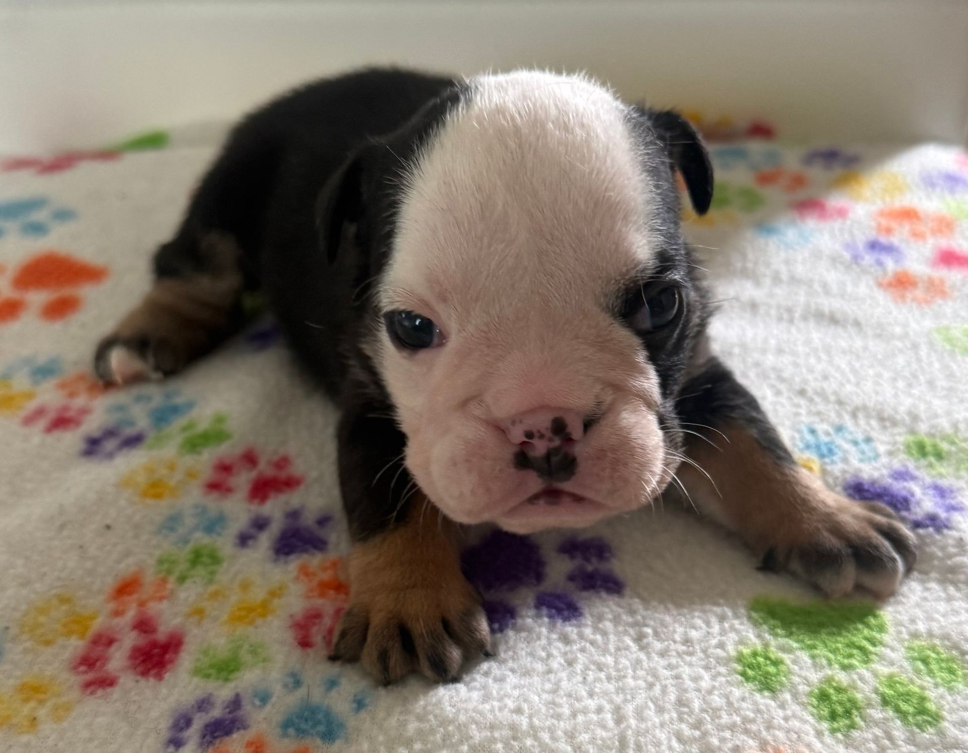 A newborn English bulldog puppy with black and white fur, lying on a paw-print patterned blanket.