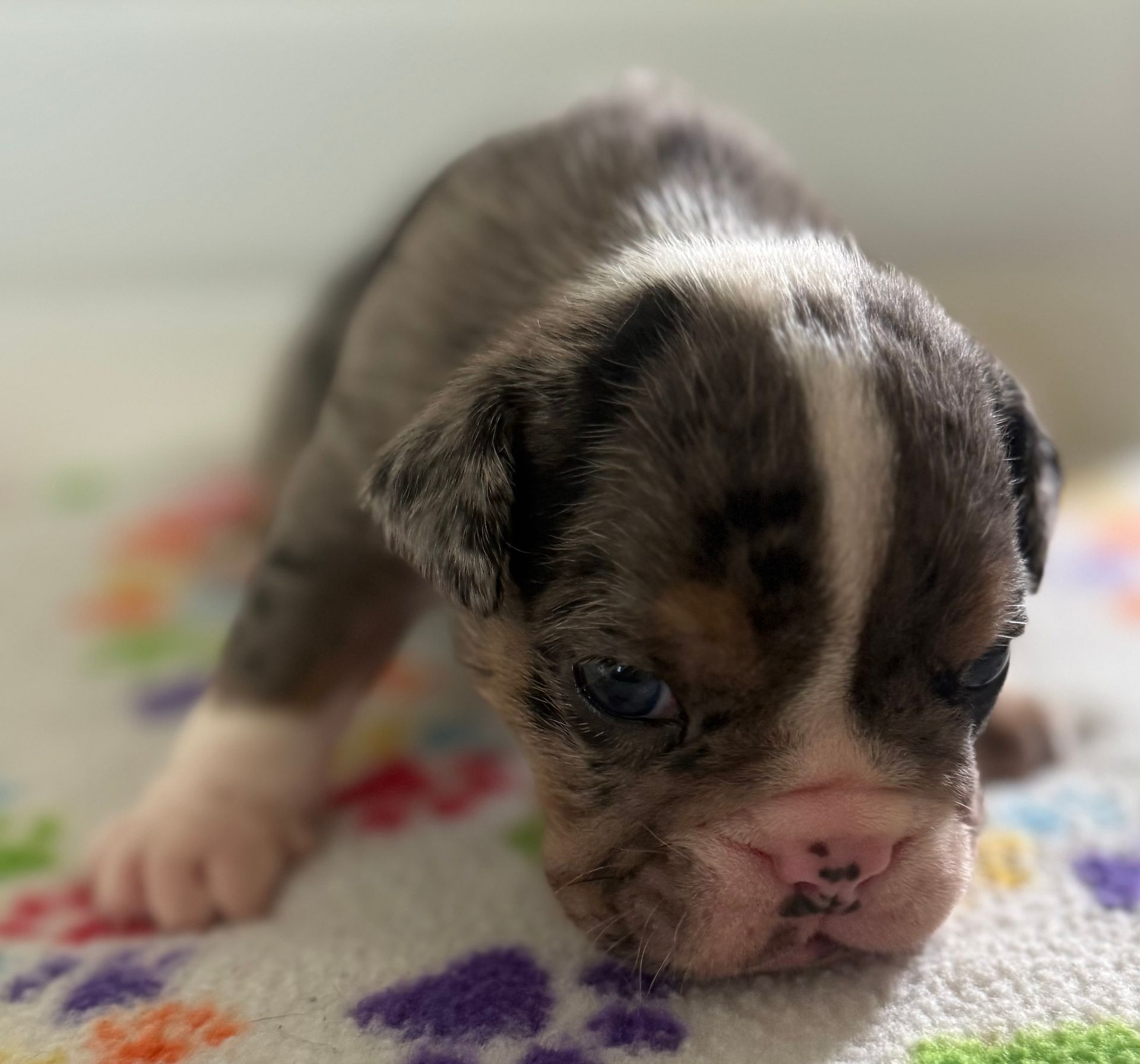 A newborn bulldog puppy with a grey and white coat, pink nose, and blue eyes, lying on a patterned blanket.