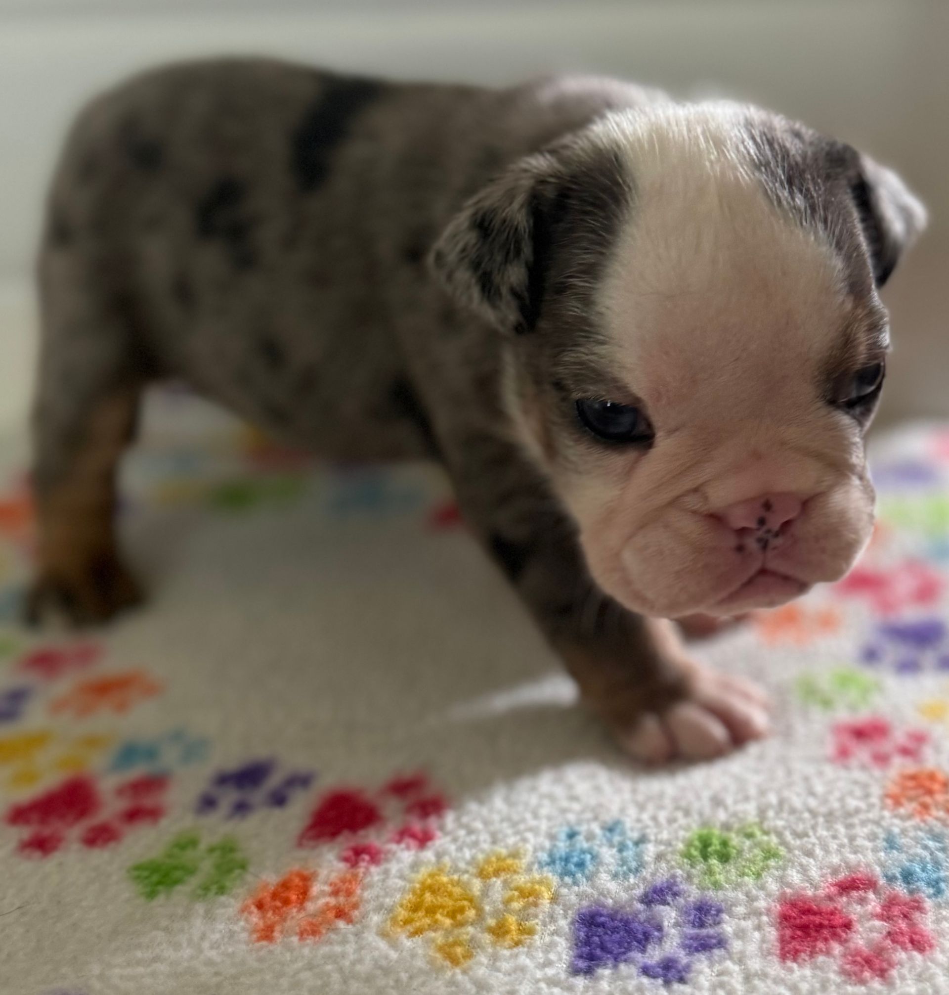 A small, spotted bulldog puppy with a white face stands on a towel with colorful paw prints.