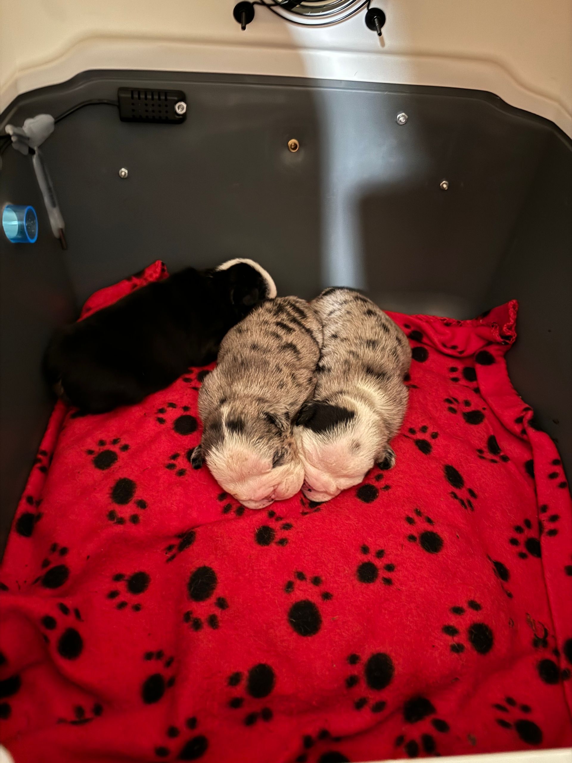 Three small kittens huddled together on a red blanket with paw prints in a gray basin. One black and two gray tabby.