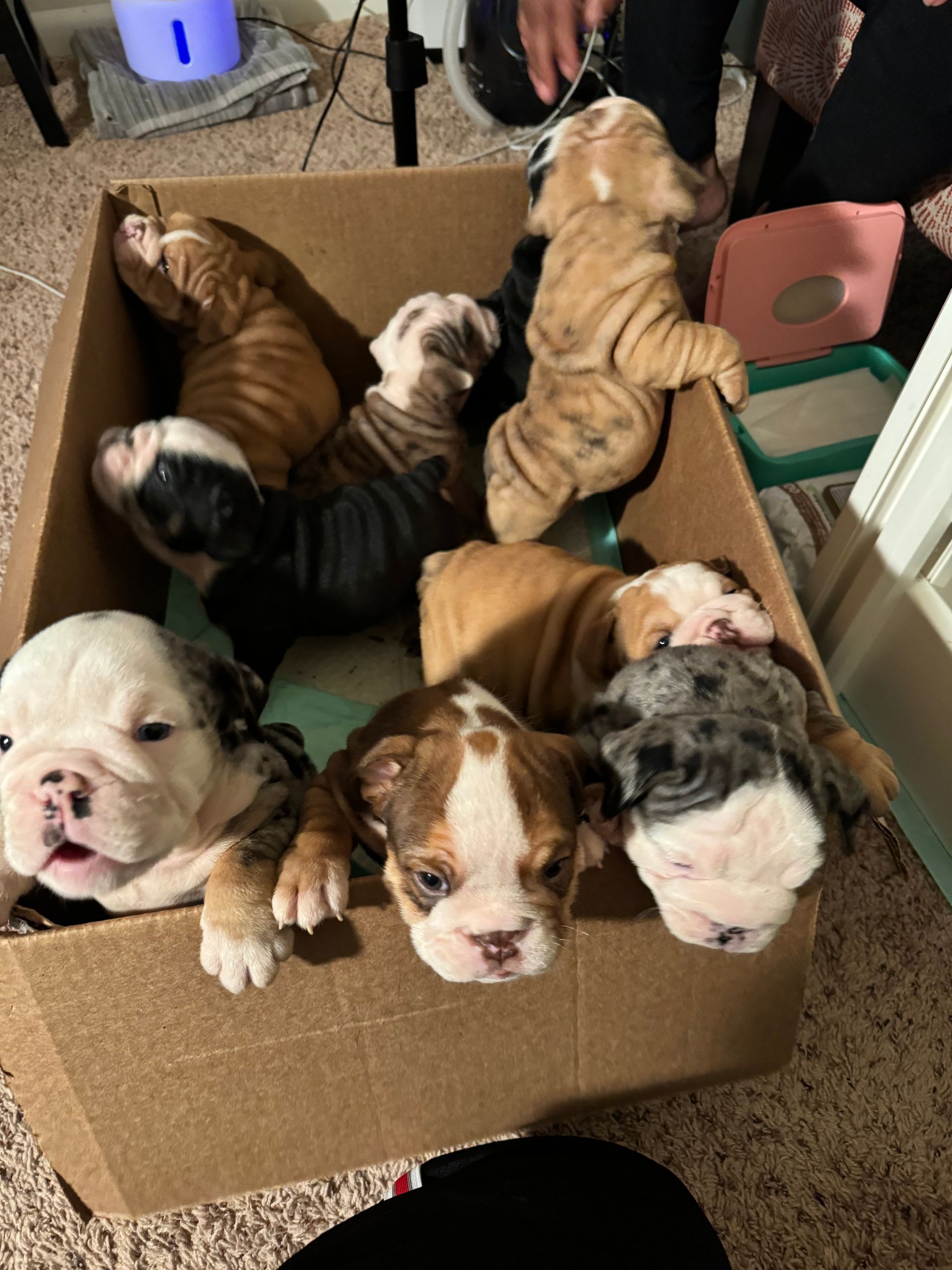 Seven bulldog puppies of various colors and patterns are in a cardboard box, looking out with adorable expressions.