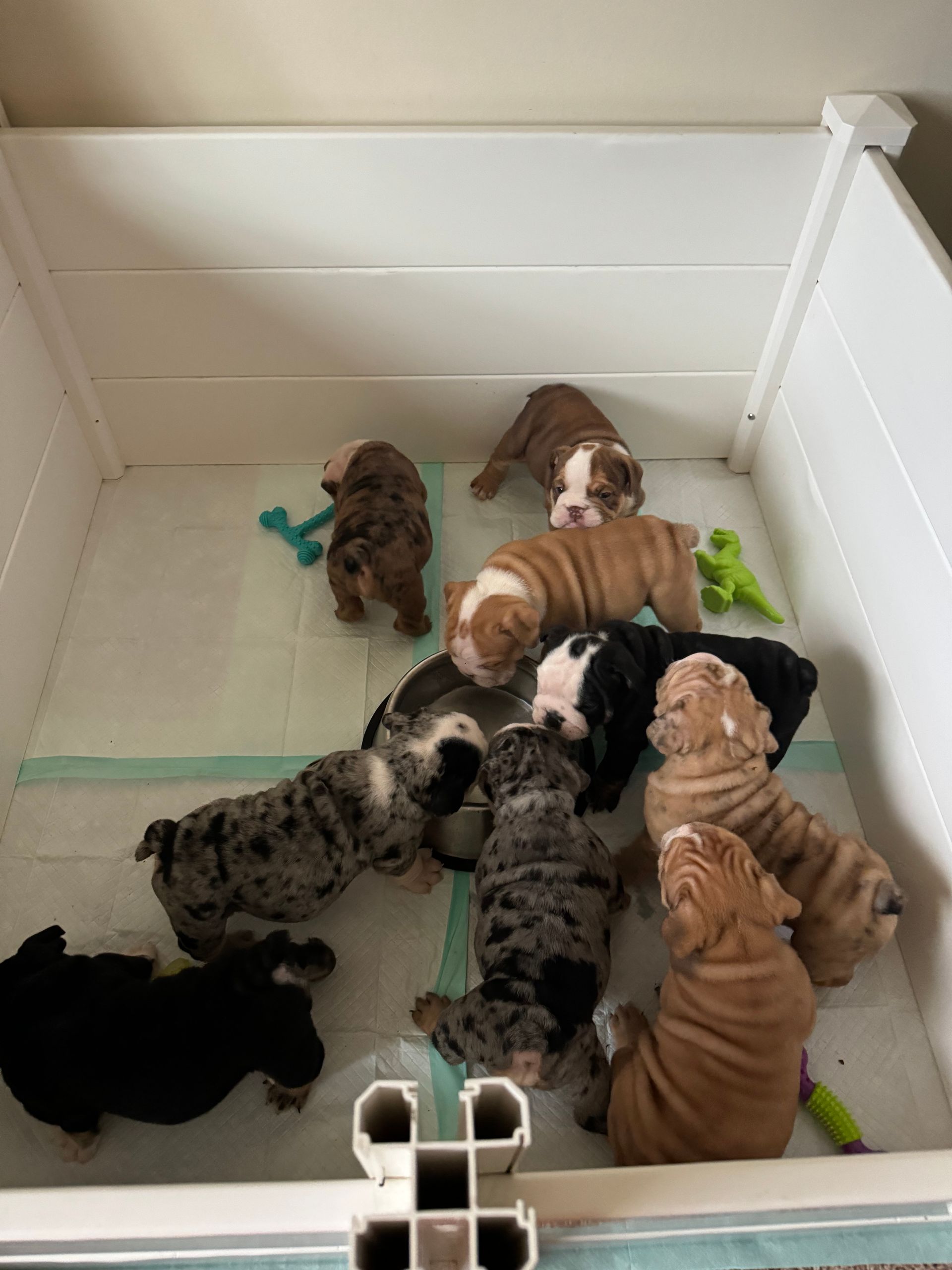 A litter of bulldog puppies in a white pen, various colors and patterns, playing and looking around.
