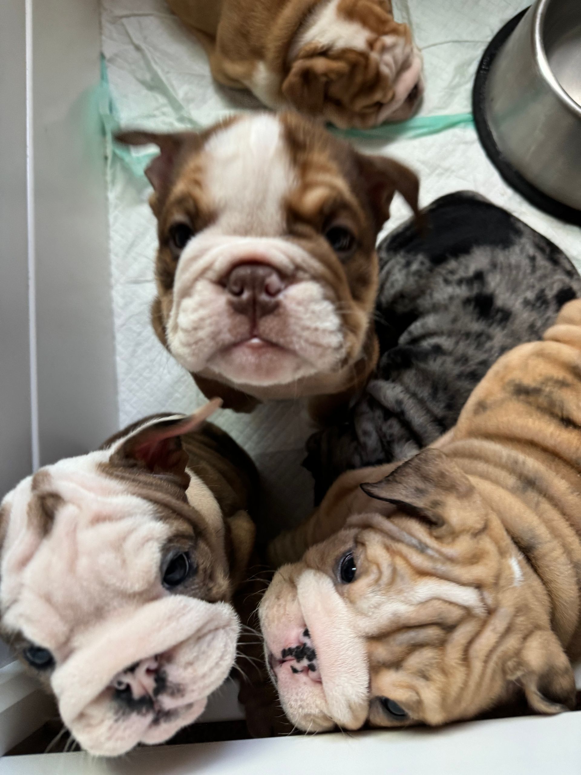 Five English bulldog puppies huddle together, looking up at the camhave wrinkled faces, brown, white, and grey spotted fur.