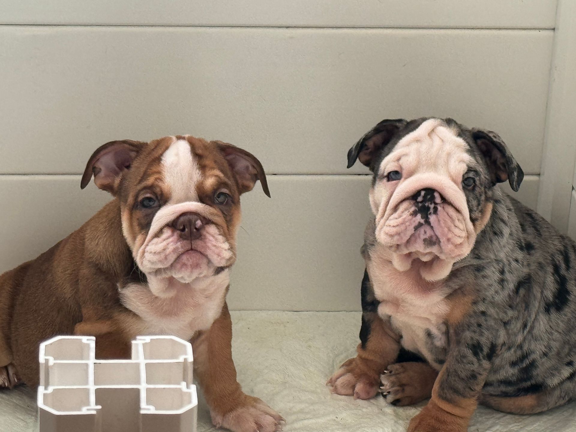 Two English bulldog puppies sitting; one brown and white, the other merle, both with wrinkled faces.