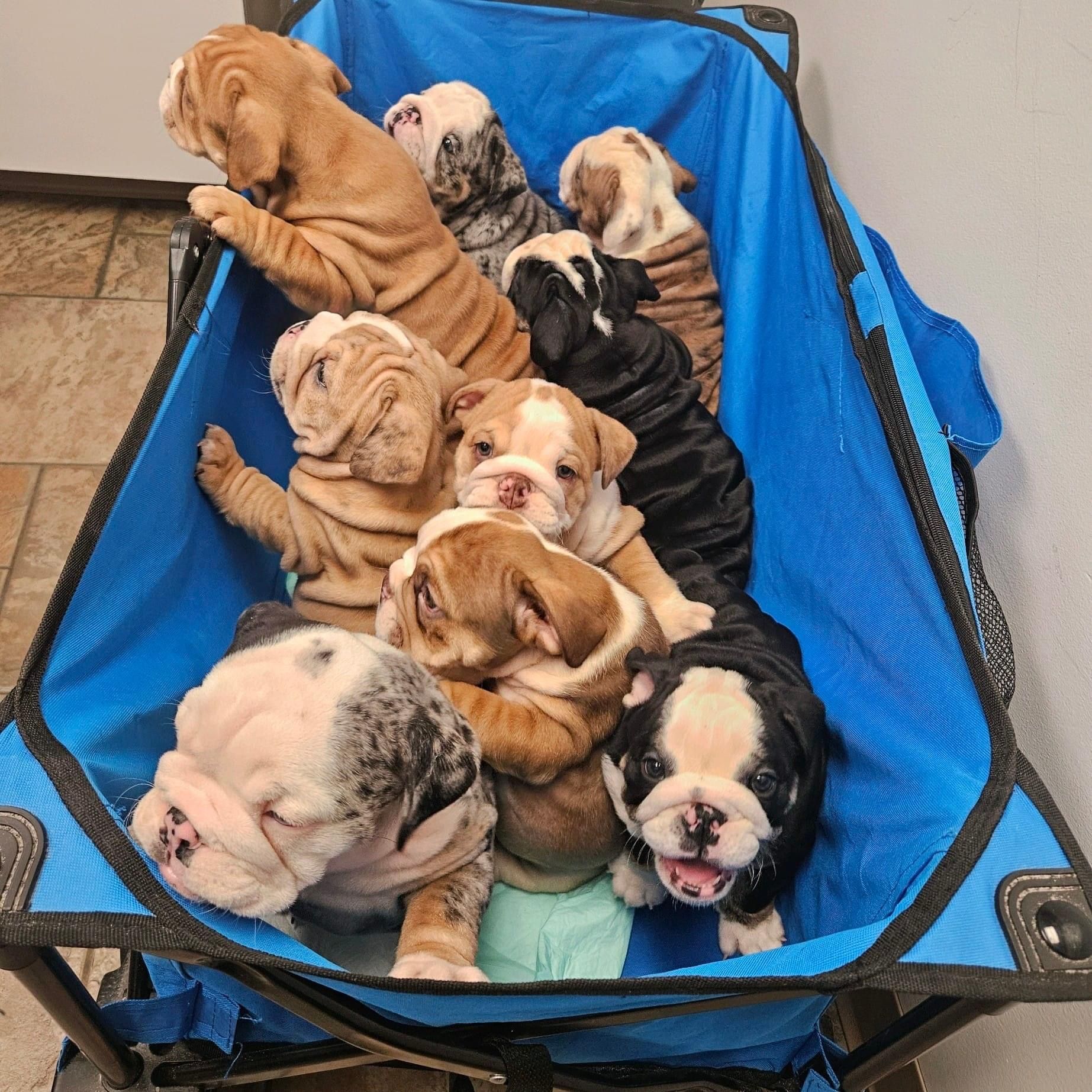 Nine bulldog puppies in a blue wagon, a variety of colors, some looking at the camera.