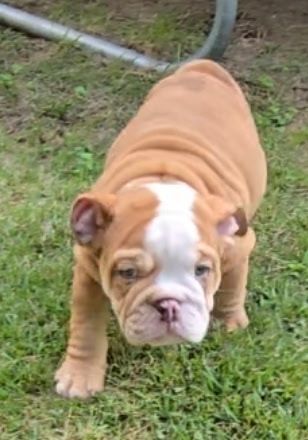 Brown and white bulldog puppy on a blue blanket, looking towards the viewer.