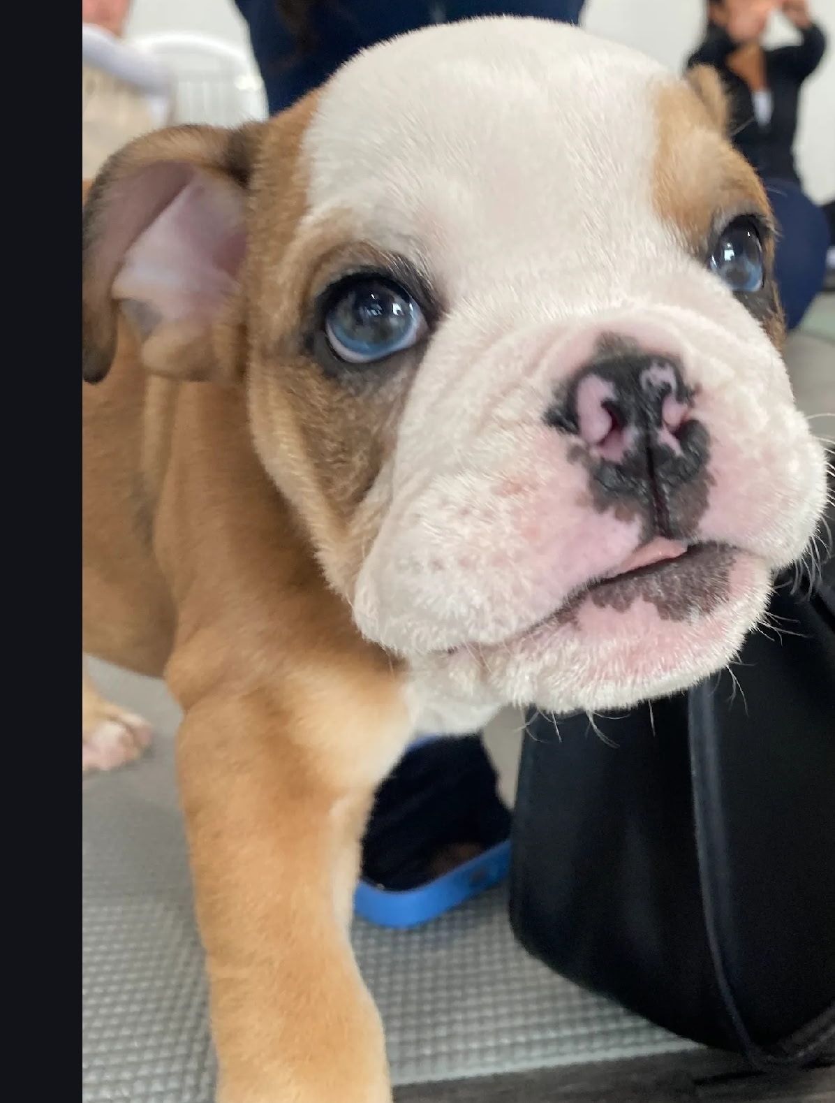 Brown and white bulldog puppy with a pink nose, on a blue blanket with paw prints.