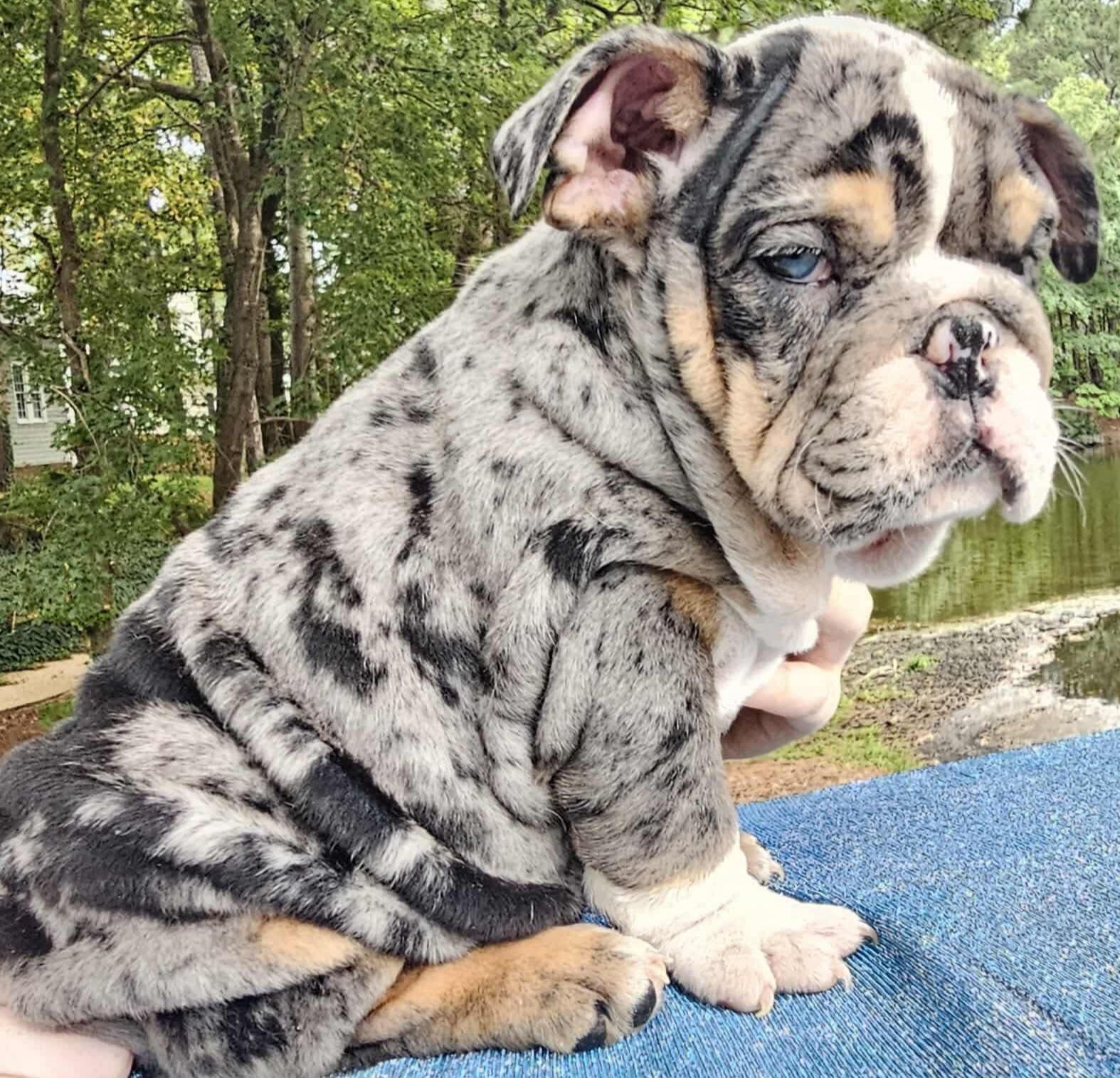 A newborn bulldog puppy with a grey and white coat, pink nose, and blue eyes, lying on a patterned blanket.