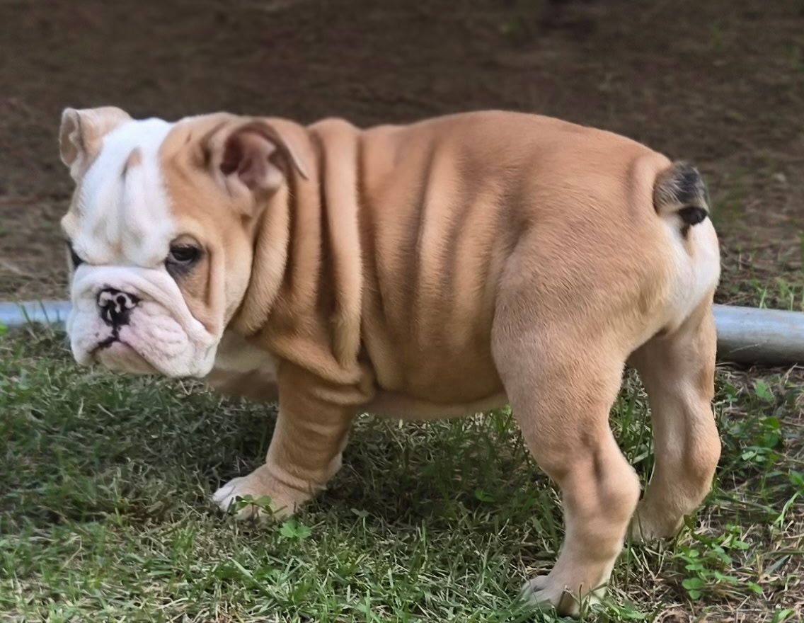 A light-brown and white English bulldog puppy with a wrinkled face, sitting on a blue blanket with paw prints.
